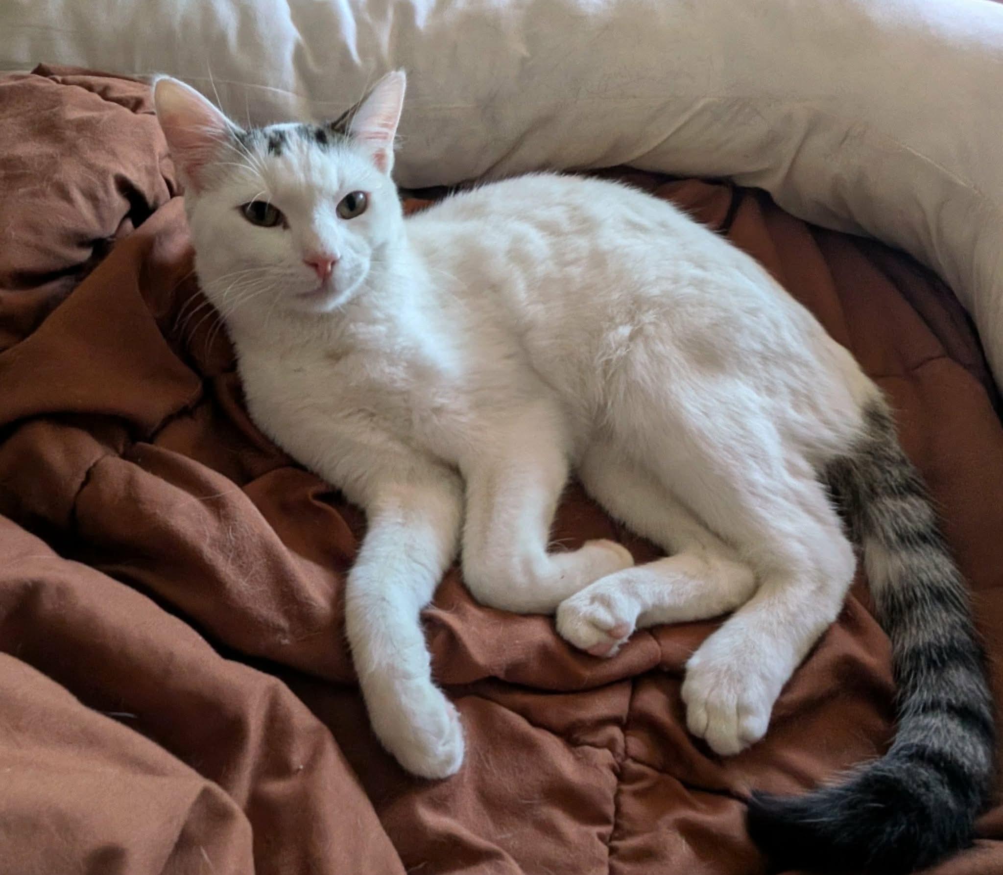 James , a ADOPTABLE Domestic Short Hair in Manchester, CT image 2/3