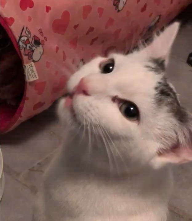 Enlarge James , a ADOPTABLE Domestic Short Hair in Manchester, CT video 3/3