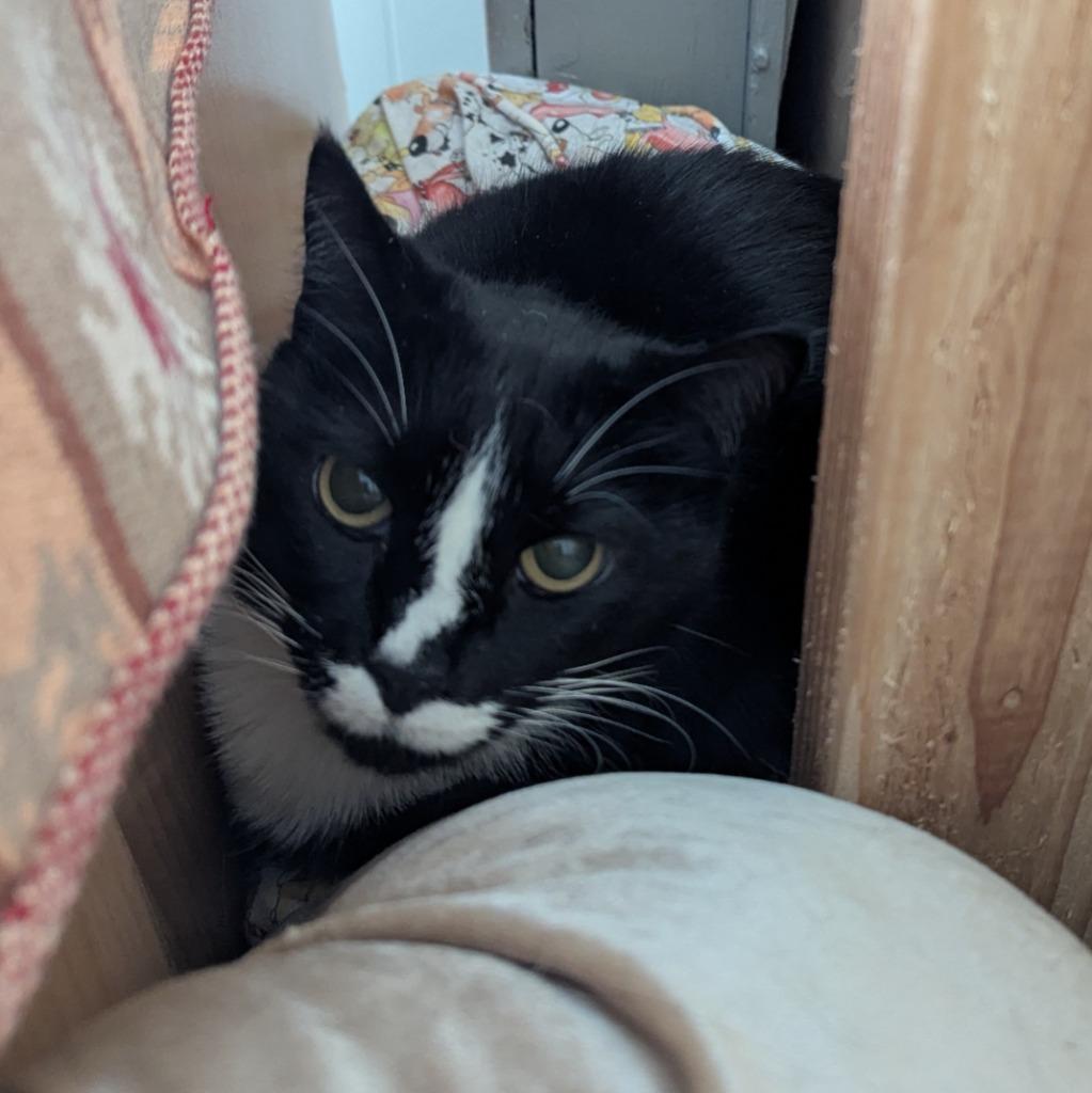 Rosie, Adoptable, Senior Female Domestic Short Hair.
