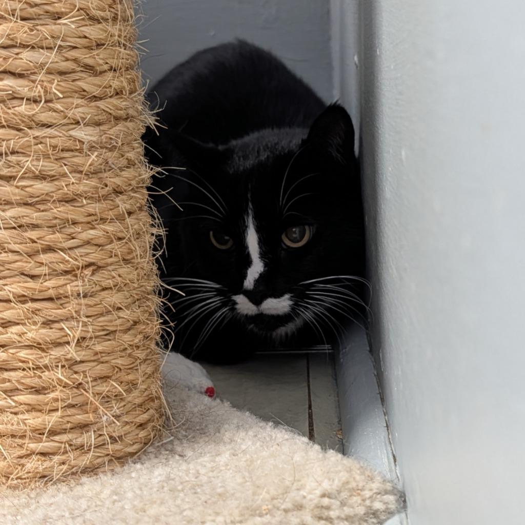 Enlarge Rosie, a Adoptable mixed breed in Aberdeen, WA image 2/3