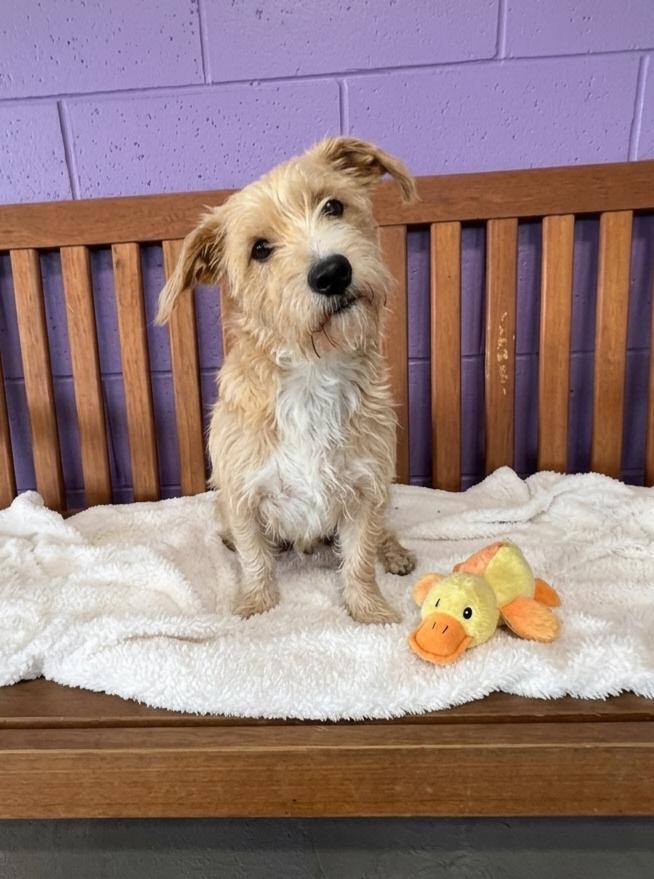 **TUCKER**, Adoptable, Young Male Wheaten Terrier.