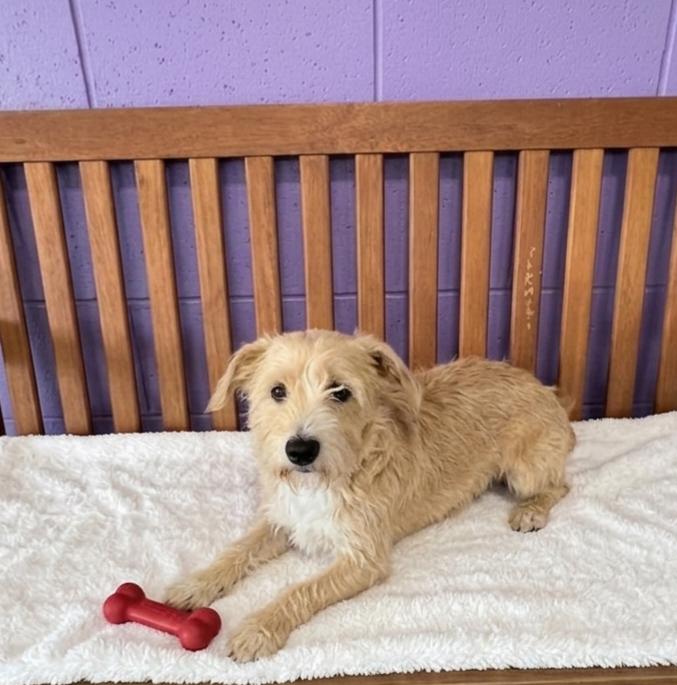 Enlarge **TUCKER**, a Adoptable Wheaten Terrier in North Prairie, WI image 2/2