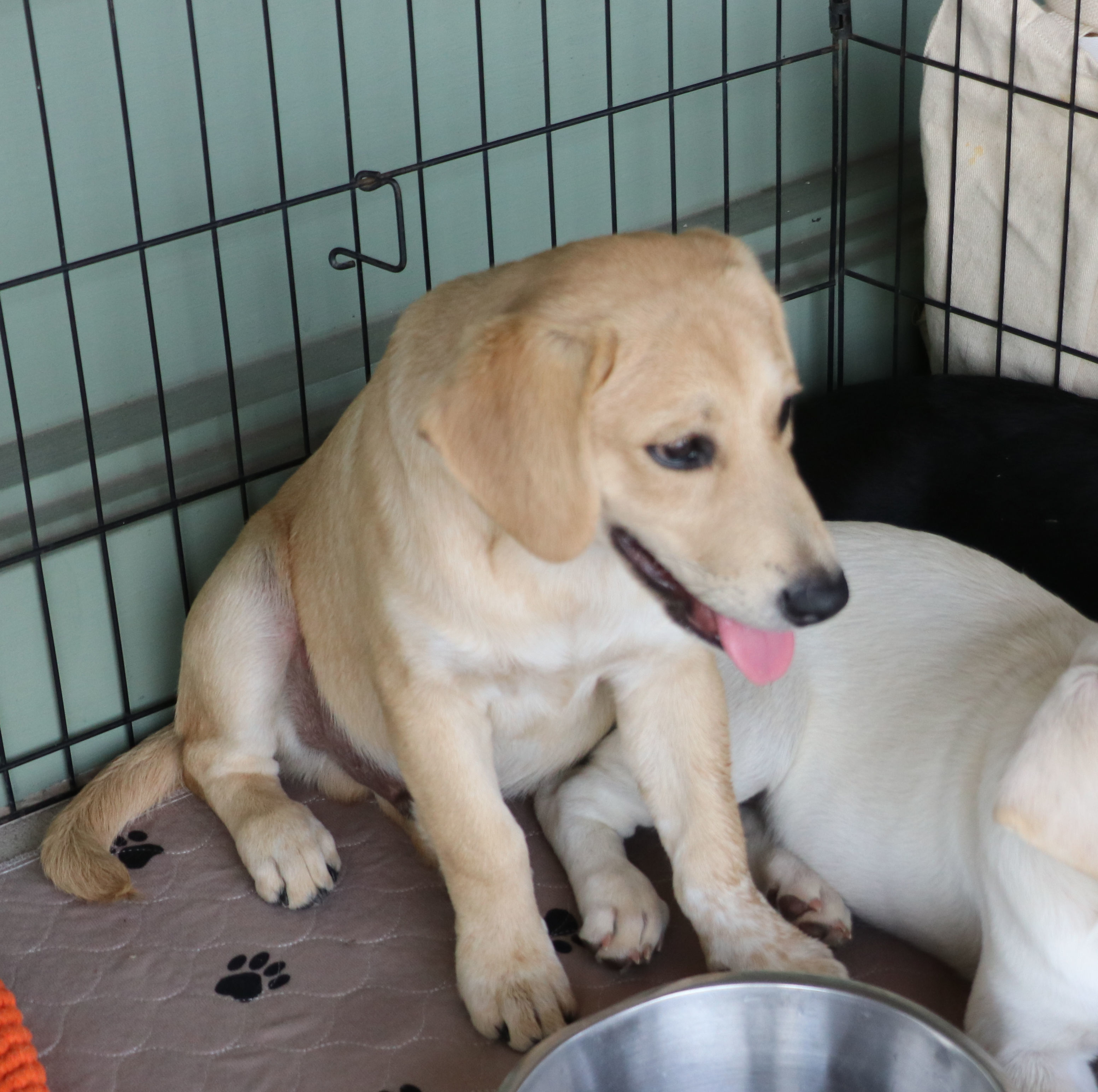 Thor Ve, Adoptable, Puppy Male Shepherd & Labrador Retriever.