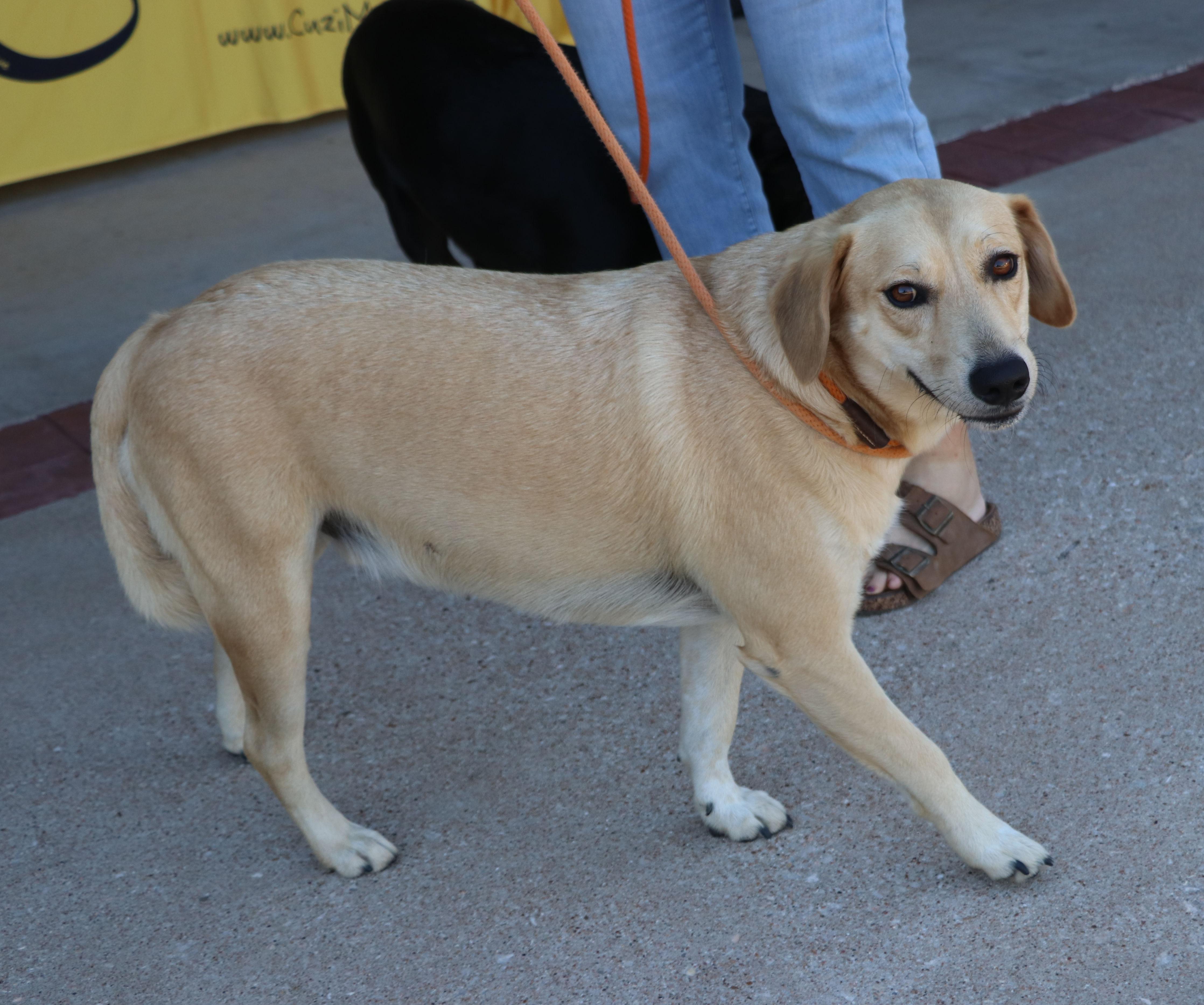 Enlarge Thor Ve, a Adoptable mixed breed in Pflugerville, TX image 3/6