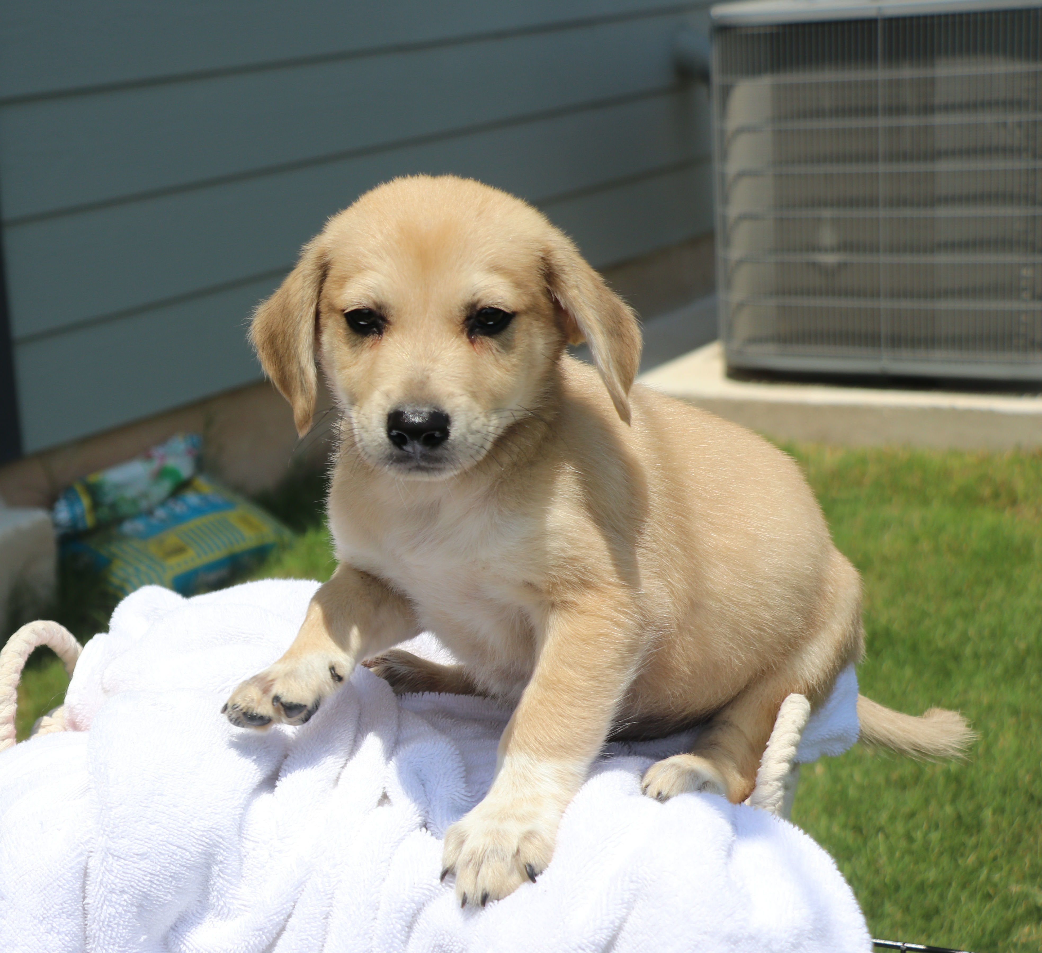 Enlarge Thor Ve, a Adoptable mixed breed in Pflugerville, TX image 2/6