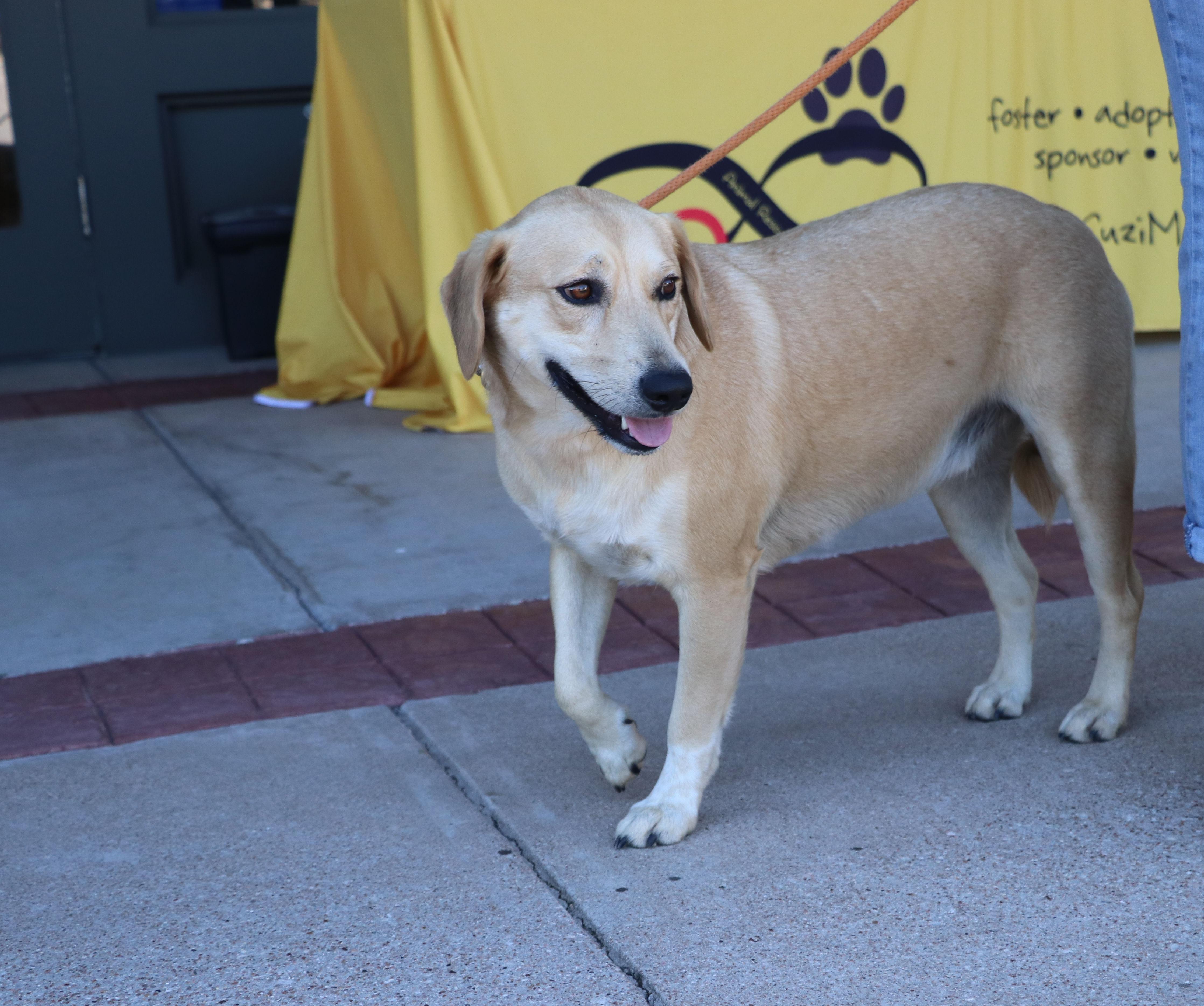 Enlarge Thor Ve, a Adoptable mixed breed in Pflugerville, TX image 4/6