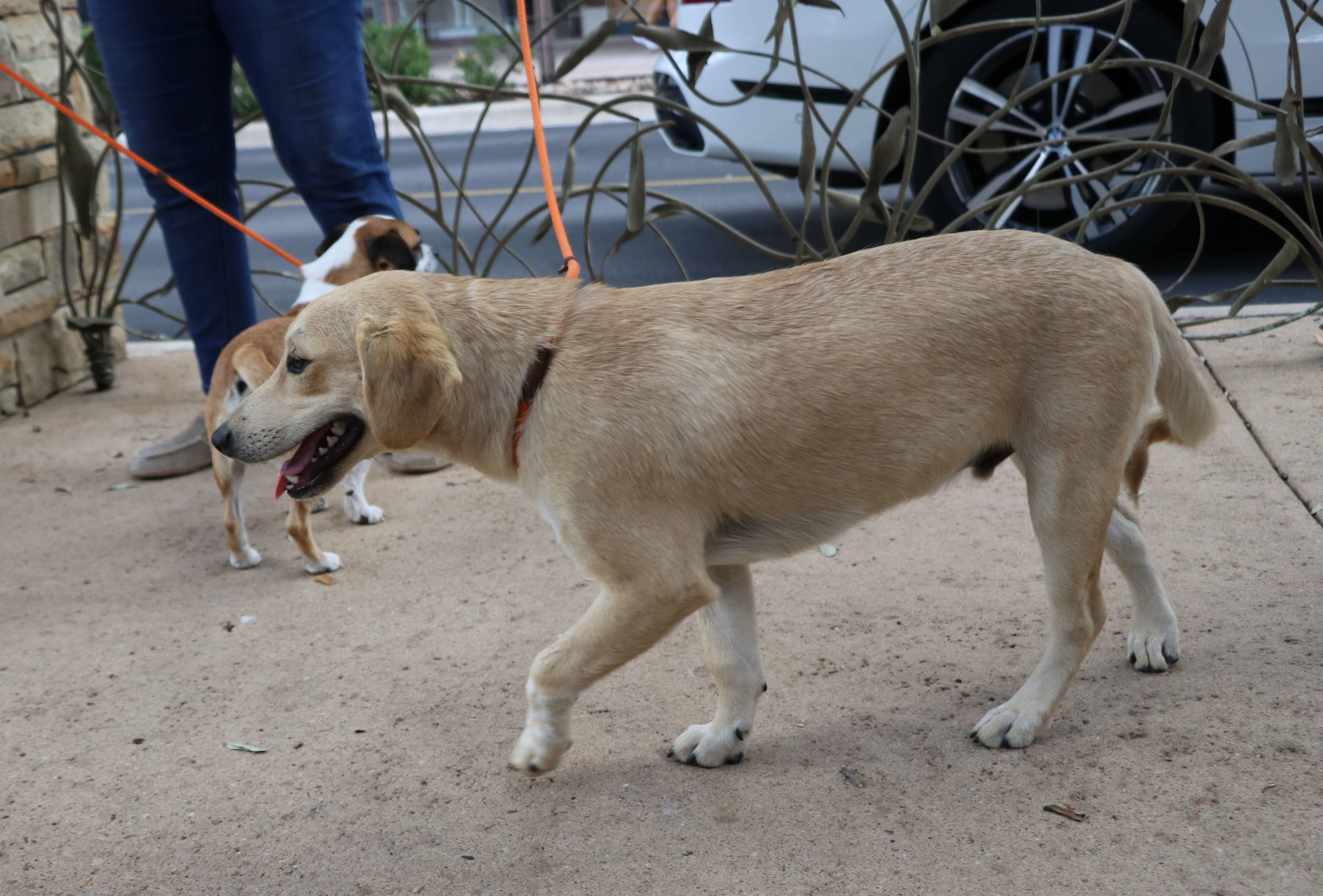 Enlarge Thor Ve, a Adoptable mixed breed in Pflugerville, TX image 3/6