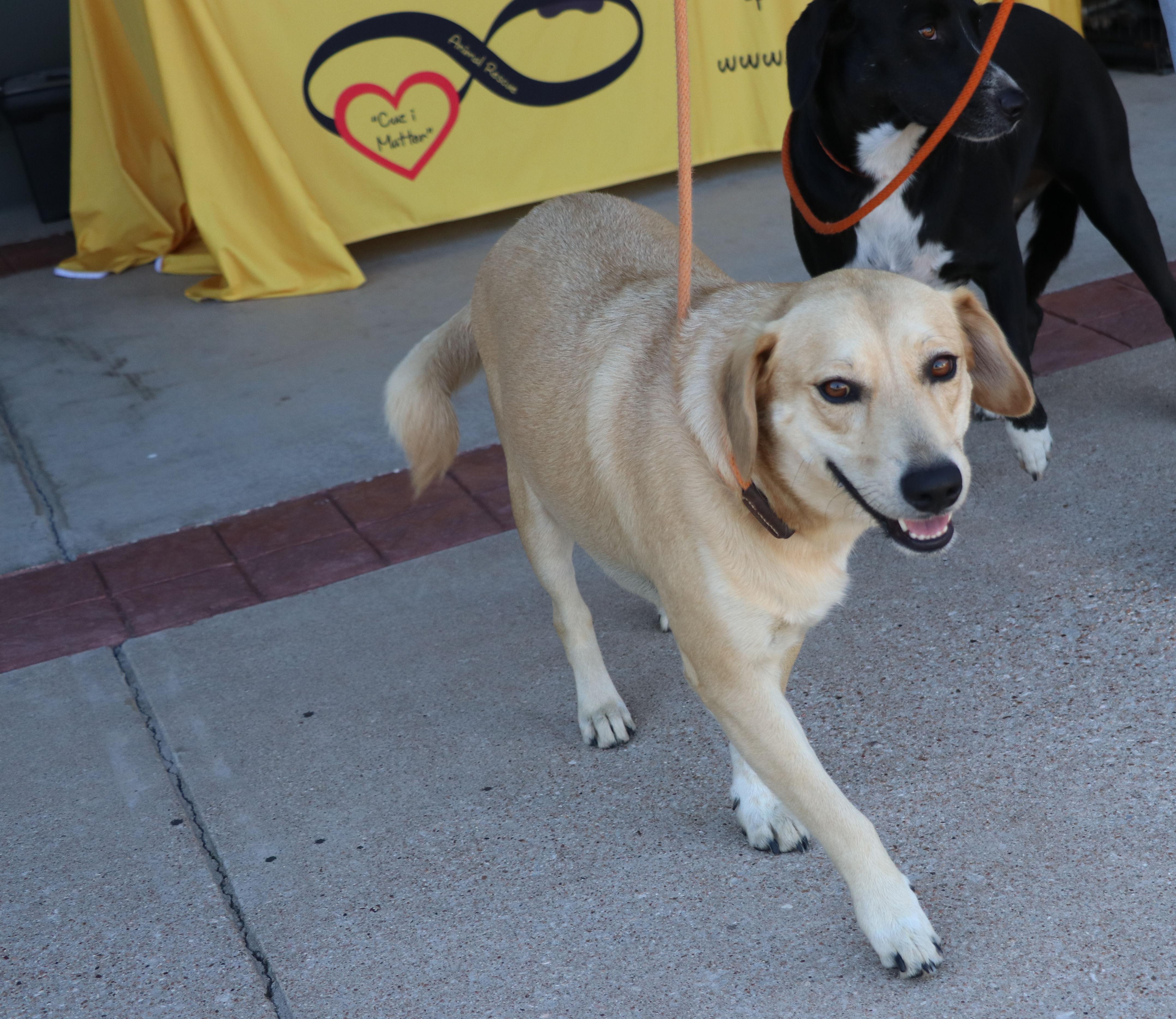 Enlarge Thor Ve, a Adoptable mixed breed in Pflugerville, TX image 2/6