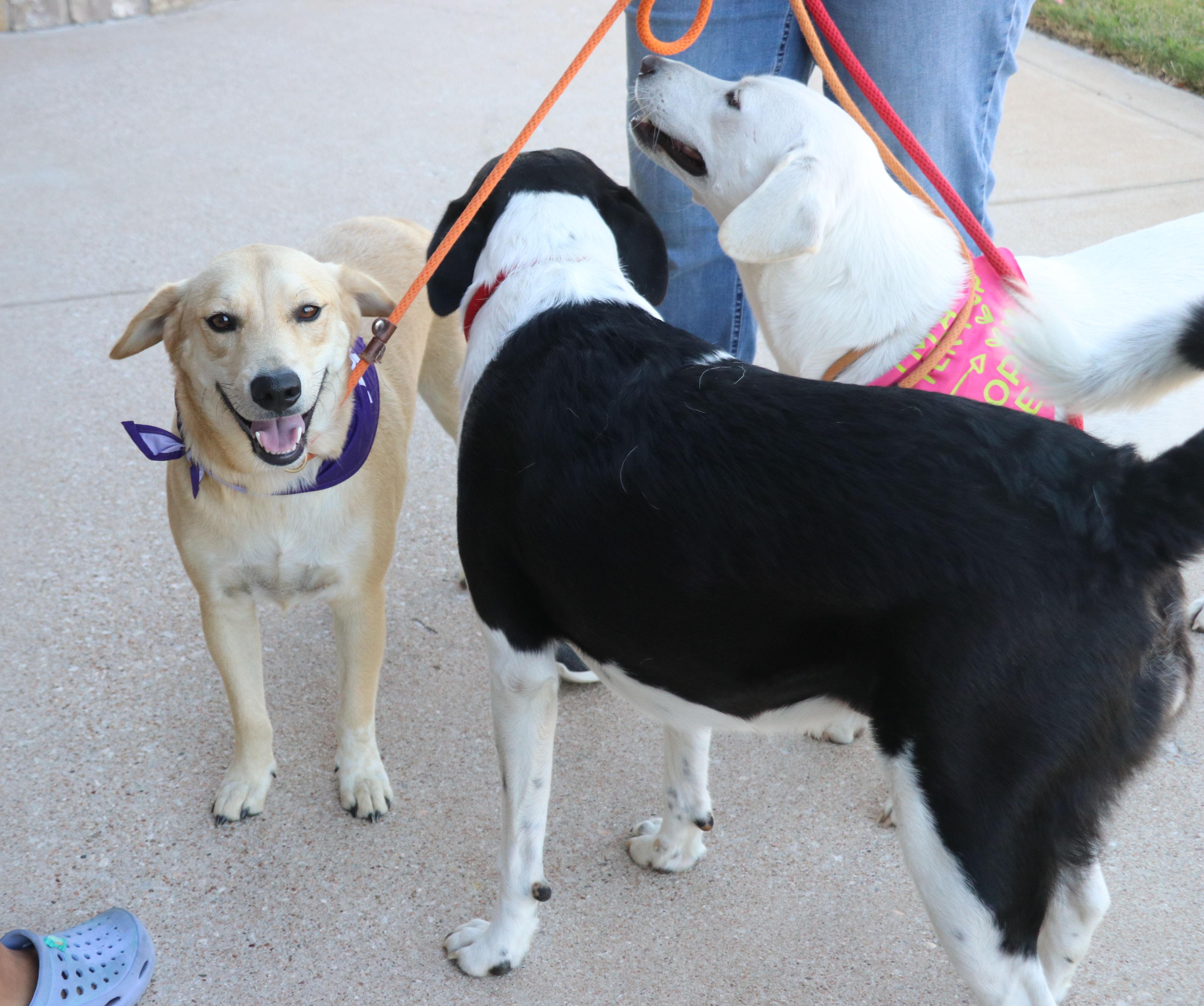 Enlarge Thor Ve, a Adoptable mixed breed in Pflugerville, TX image 5/6