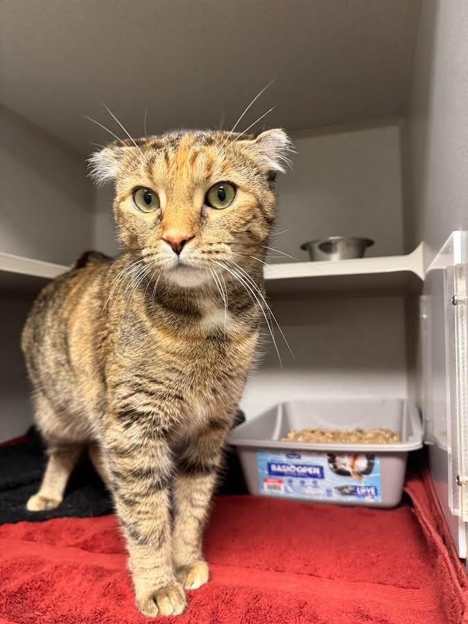 Precious, Adoptable, Adult Female Domestic Short Hair.