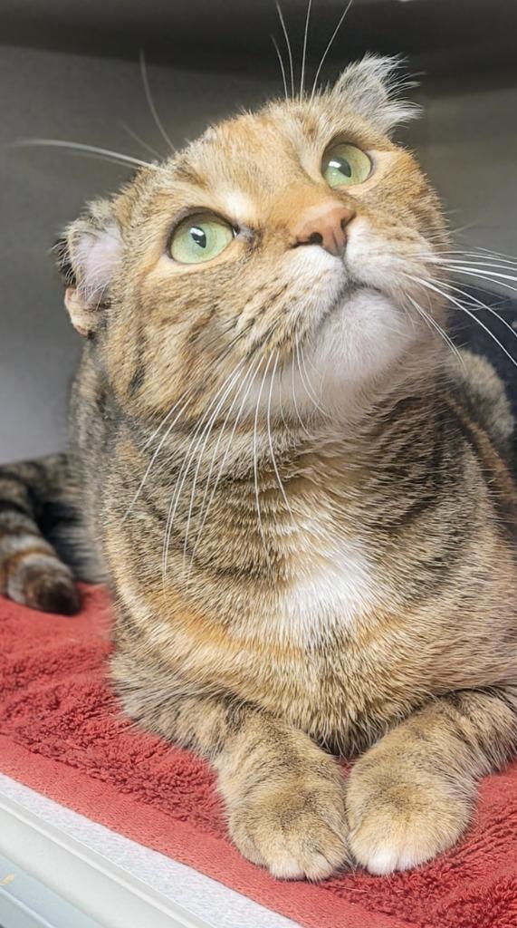 Enlarge Precious, a Adoptable mixed breed in Bloomington, IN image 2/3