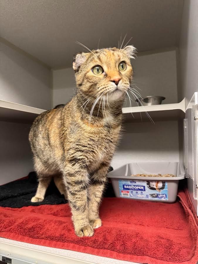 Enlarge Precious, a Adoptable mixed breed in Bloomington, IN image 3/3