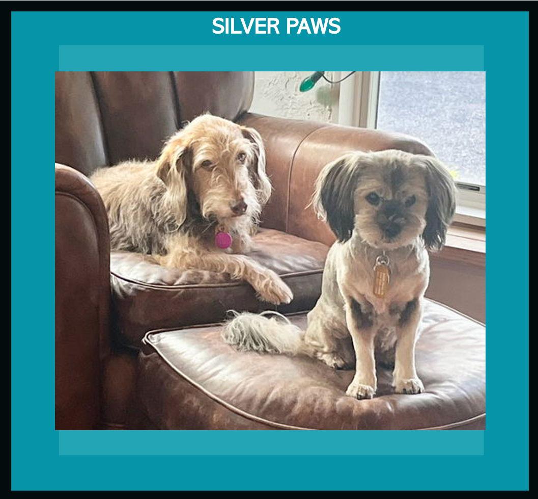 Bucky and Gidget *, Adoptable, Adult Male Schnauzer.