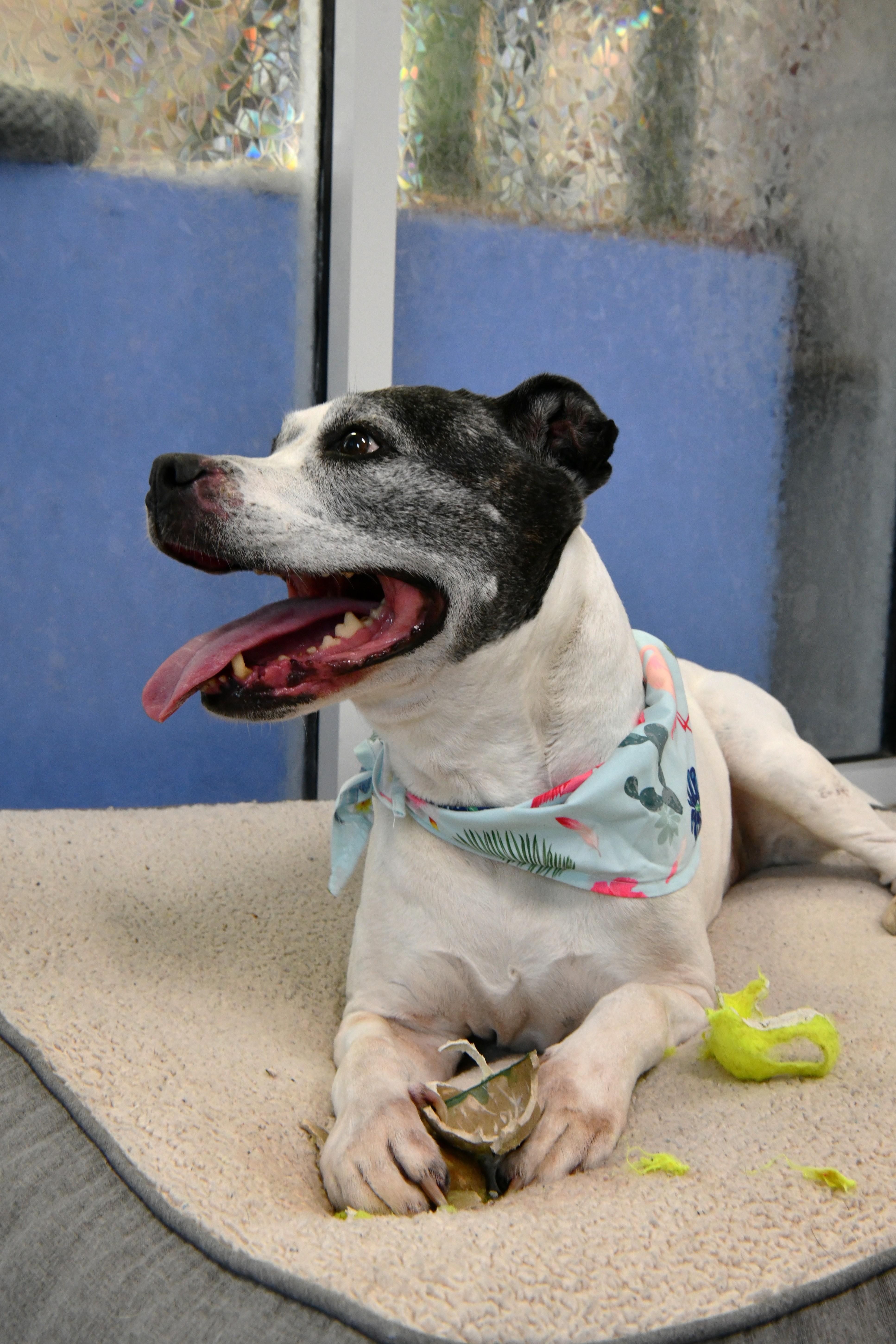 Dolores, a ADOPTABLE mixed breed in Fairhope, AL image 3/5