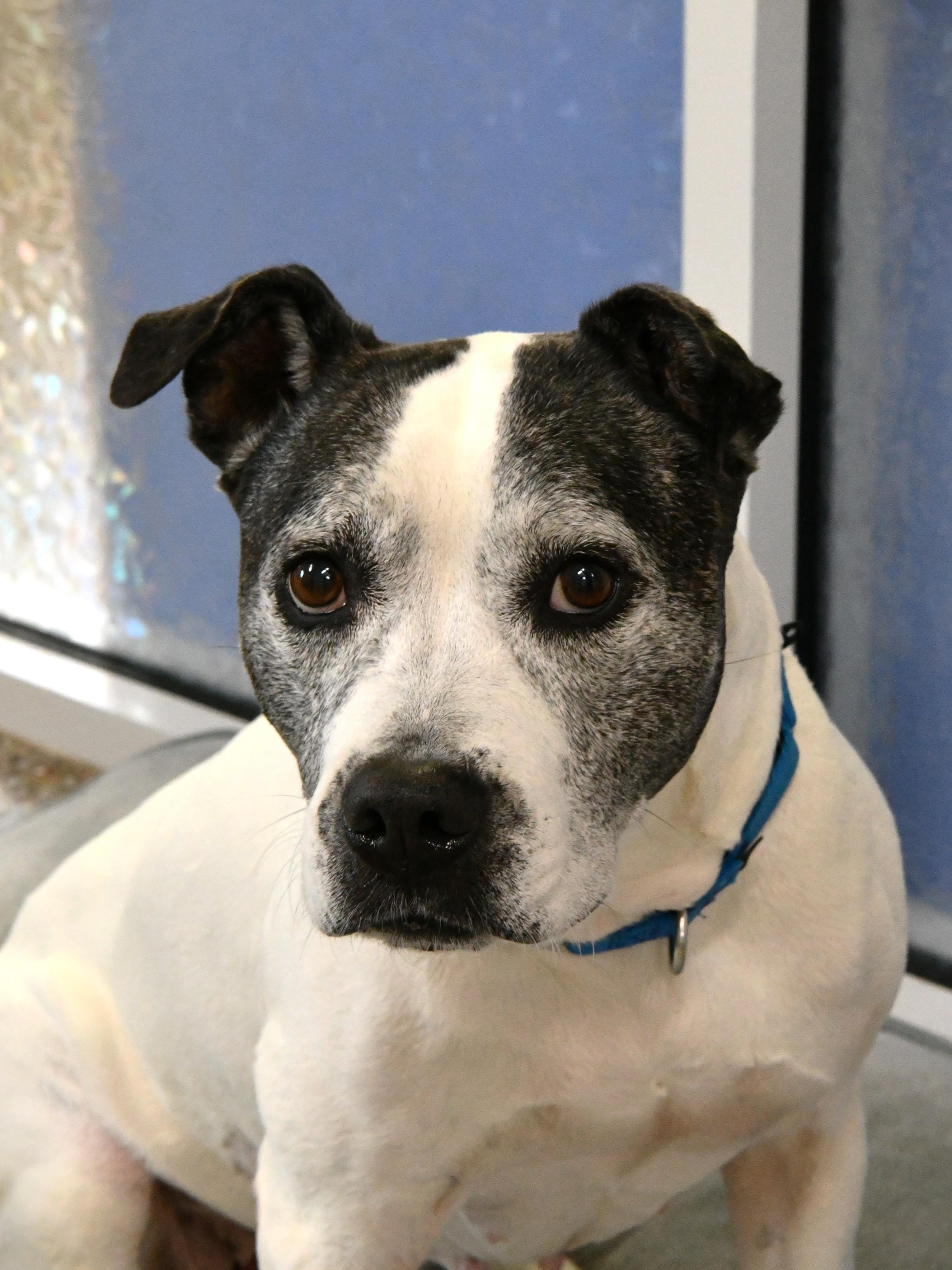 Dolores, ADOPTABLE, Senior Female American Staffordshire Terrier & Terrier.