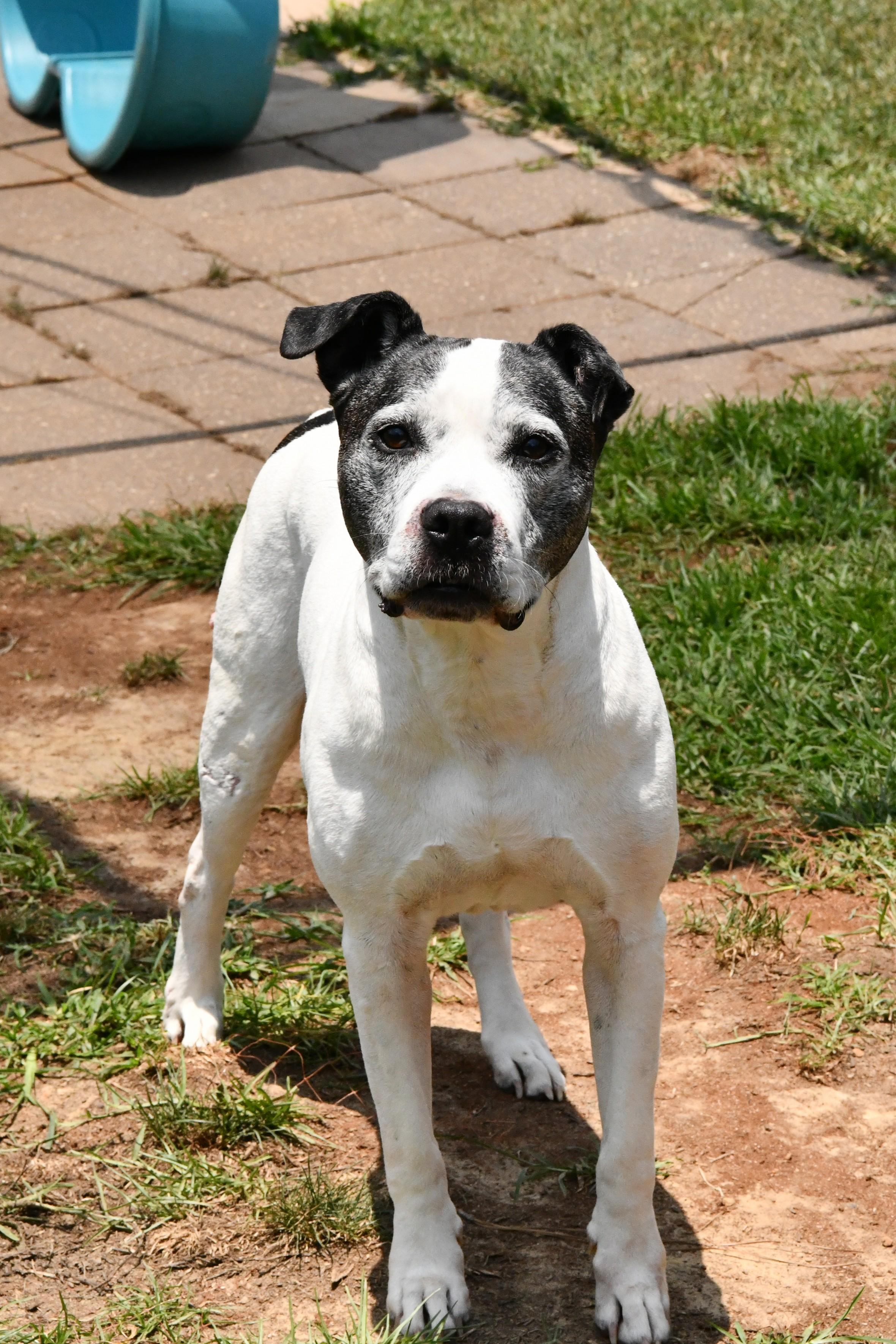 Dolores, a ADOPTABLE mixed breed in Fairhope, AL image 4/5