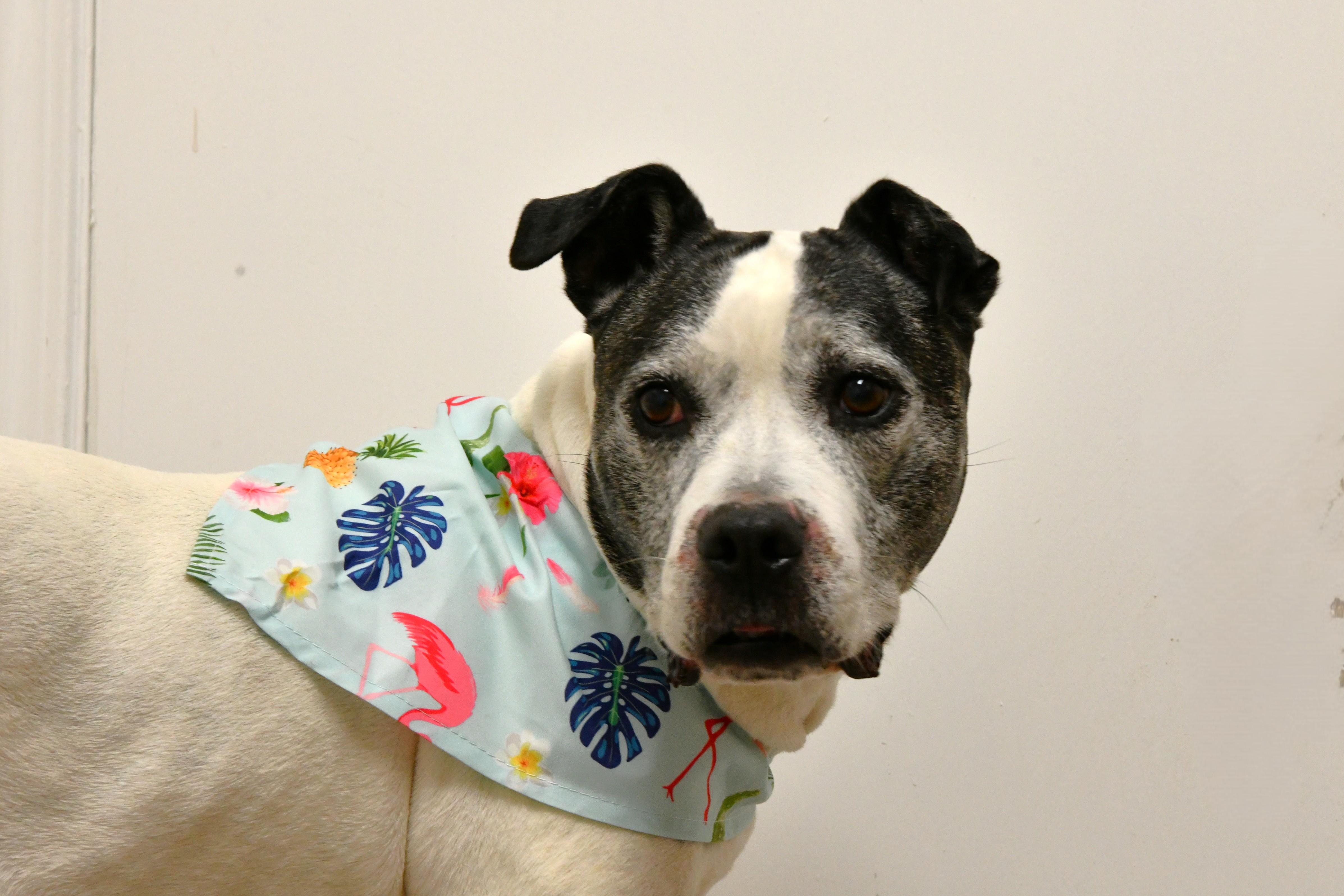 Dolores, a ADOPTABLE mixed breed in Fairhope, AL image 5/5