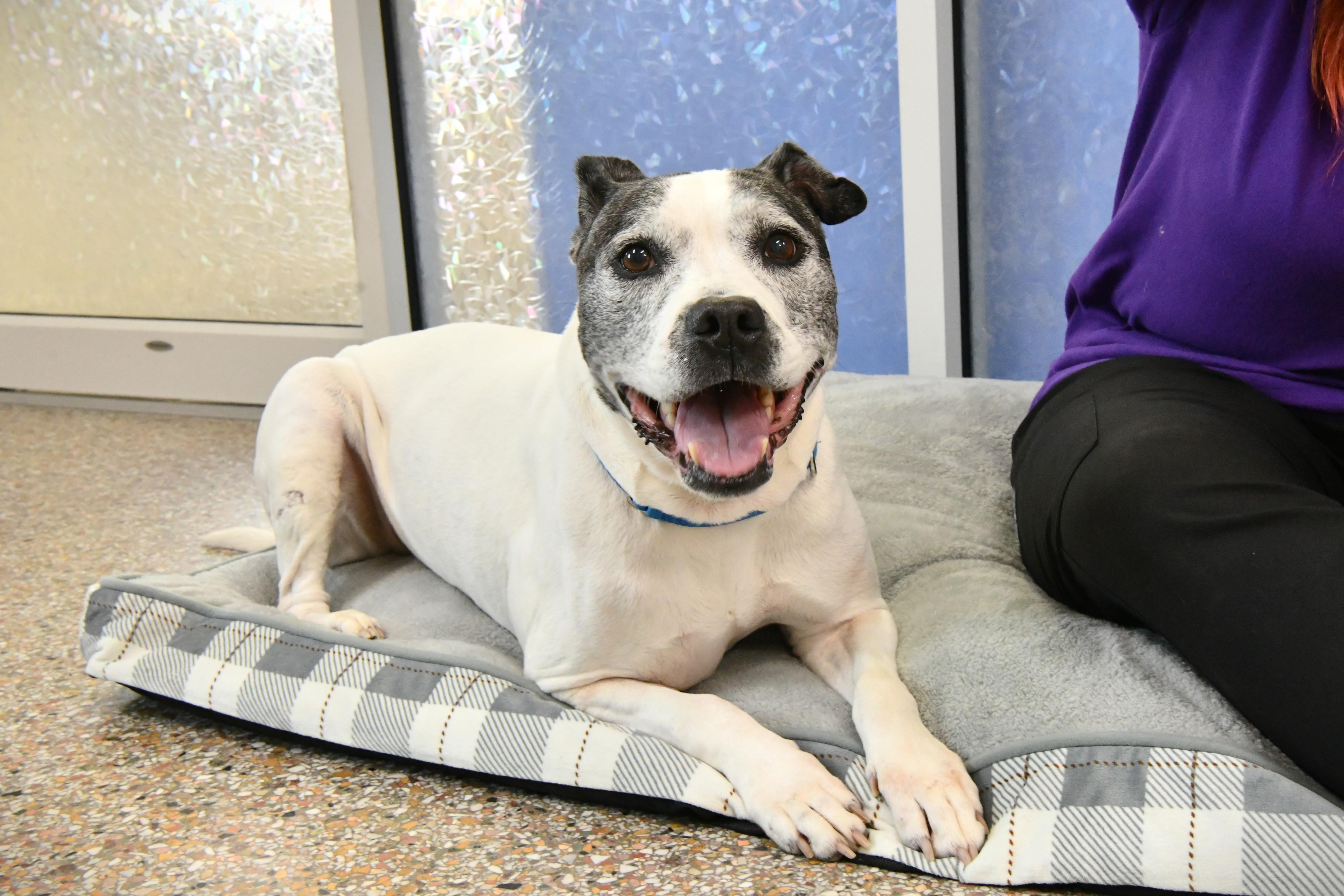 Dolores, a ADOPTABLE mixed breed in Fairhope, AL image 2/5