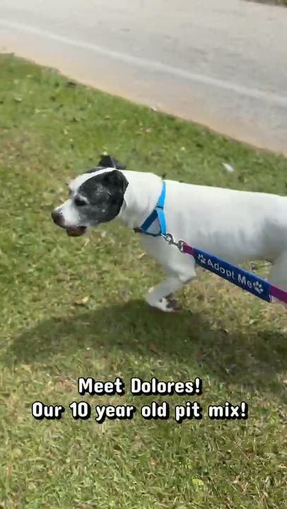Enlarge Dolores, a Adoptable mixed breed in Fairhope, AL video 2/5