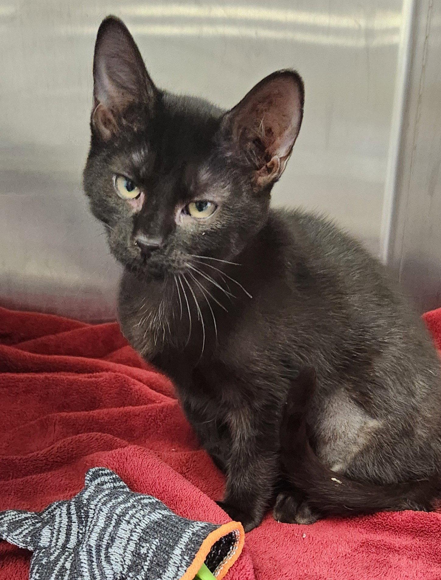 Betsy, Adopted, Young Female American Shorthair & American Shorthair.