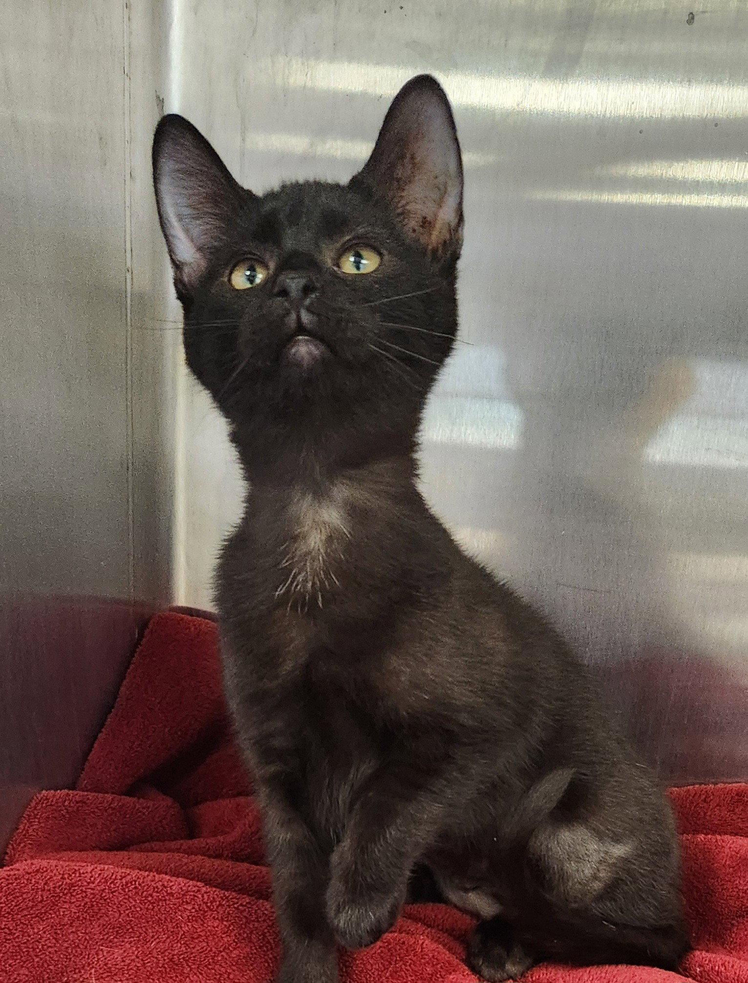 Enlarge Betsy, a Adopted mixed breed in Clinton, OK image 2/3