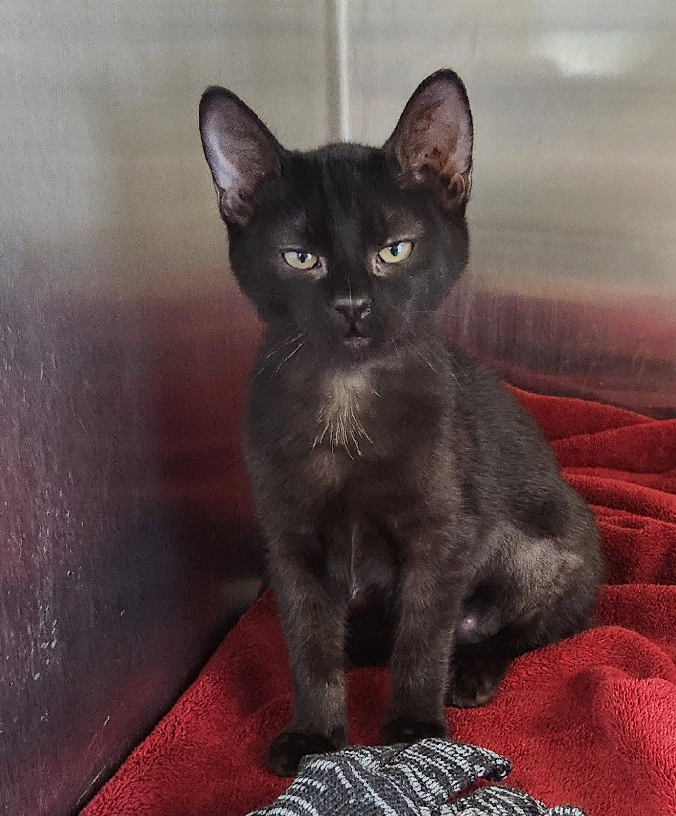 Enlarge Betsy, a Adopted mixed breed in Clinton, OK image 3/3