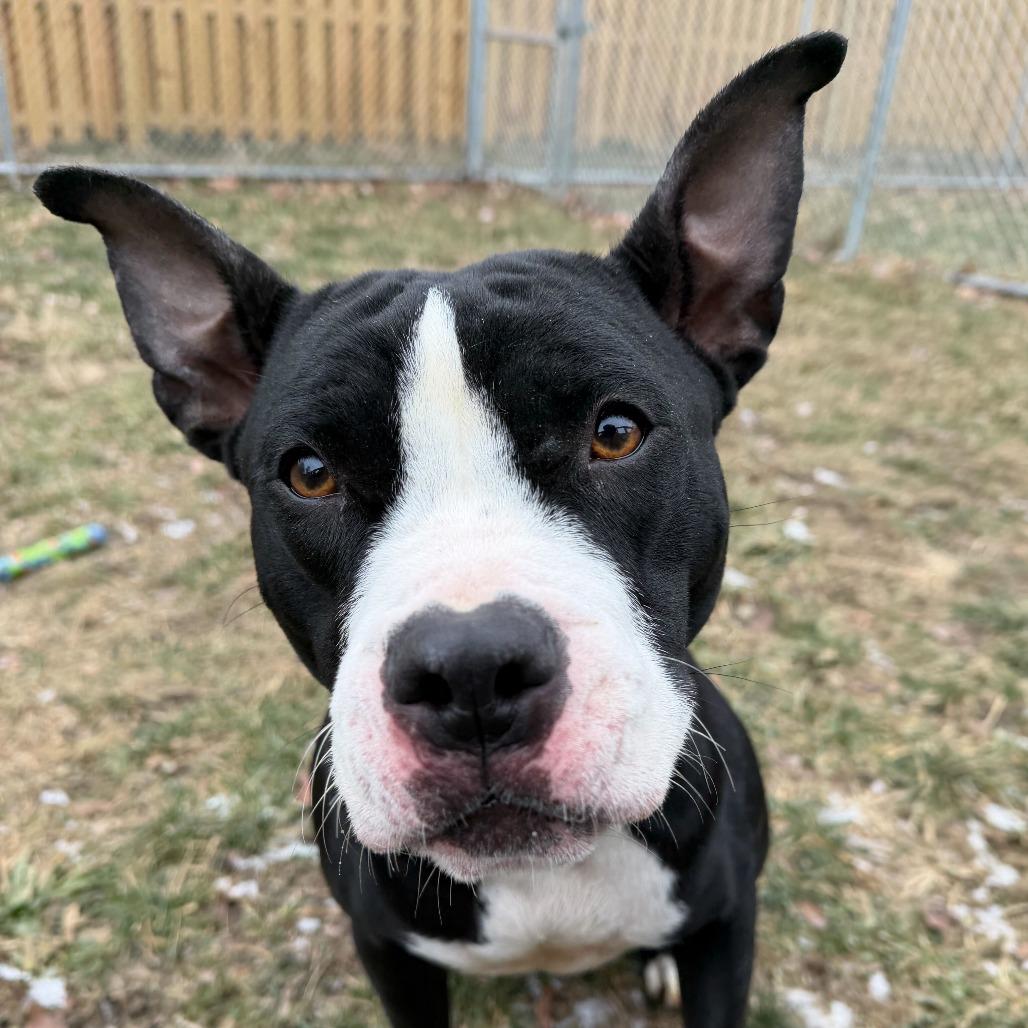 Enlarge Baby Bird, a Adoptable Pit Bull Terrier in Dayton, OH image 1/6