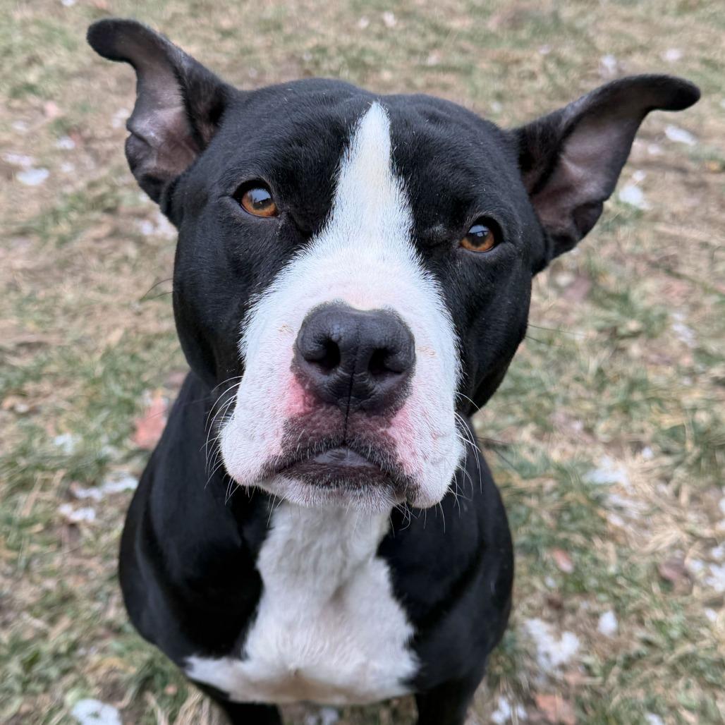 Enlarge Baby Bird, a Adoptable Pit Bull Terrier in Dayton, OH image 2/6