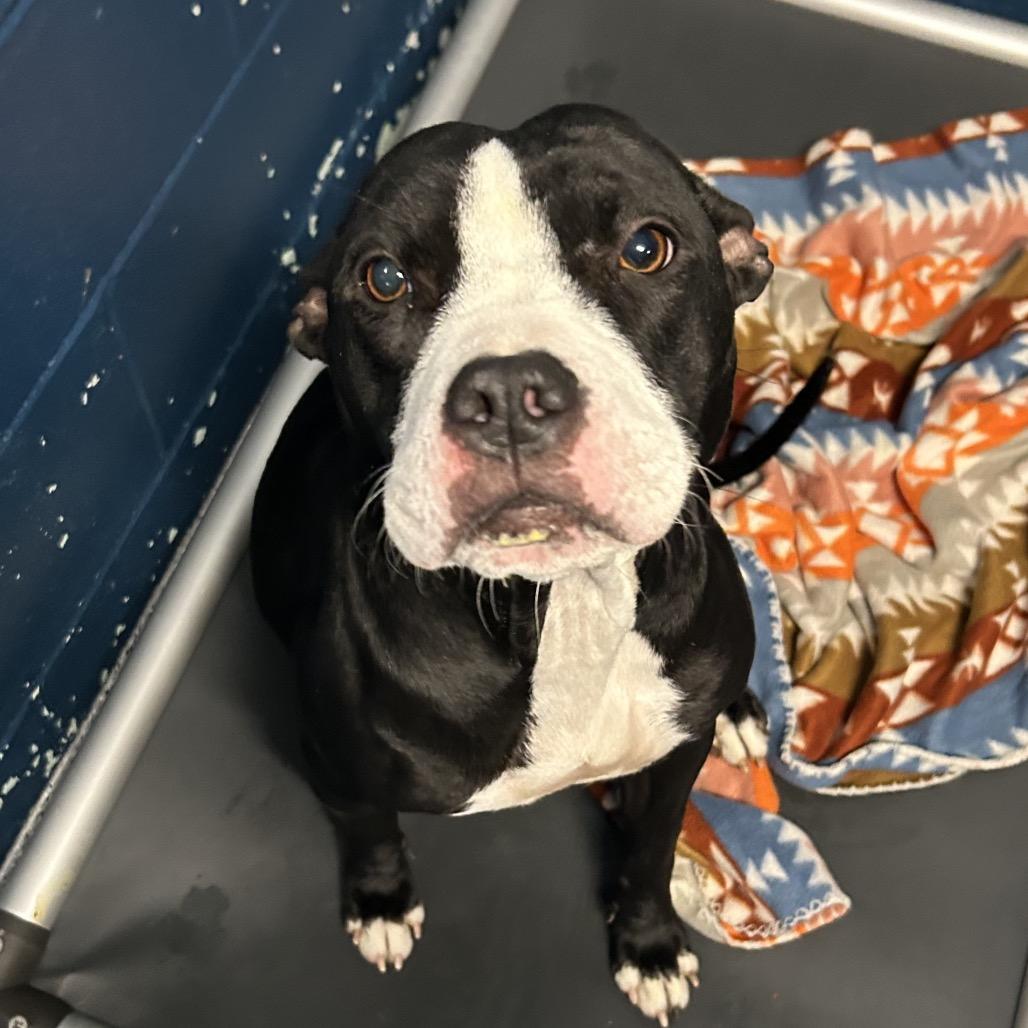 Enlarge Baby Bird, a Adoptable Pit Bull Terrier in Dayton, OH image 3/6