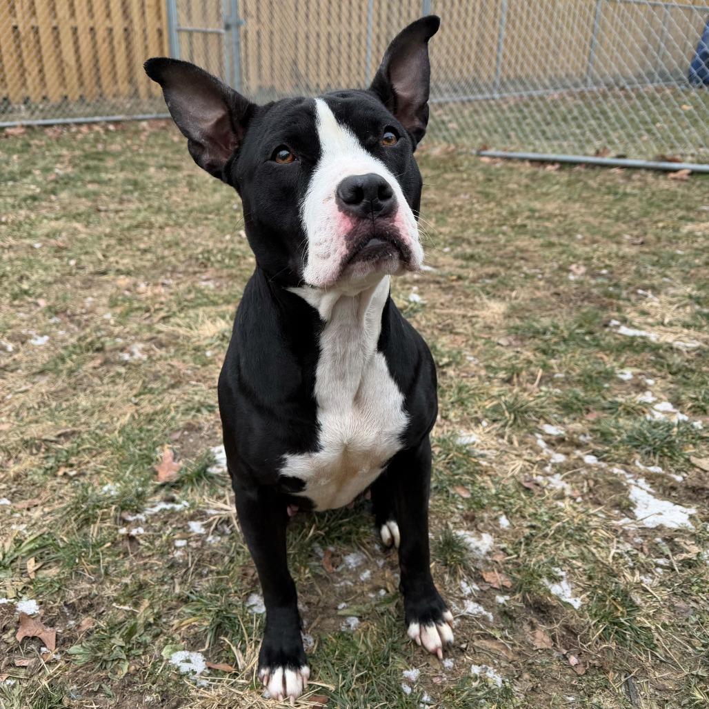 Enlarge Baby Bird, a Adoptable Pit Bull Terrier in Dayton, OH image 4/6