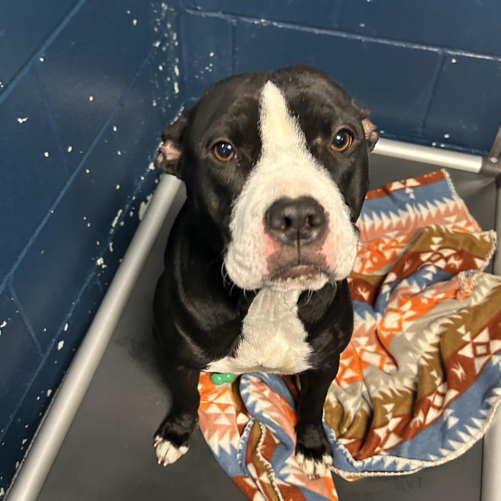 Enlarge Baby Bird, a Adoptable Pit Bull Terrier in Dayton, OH image 5/6