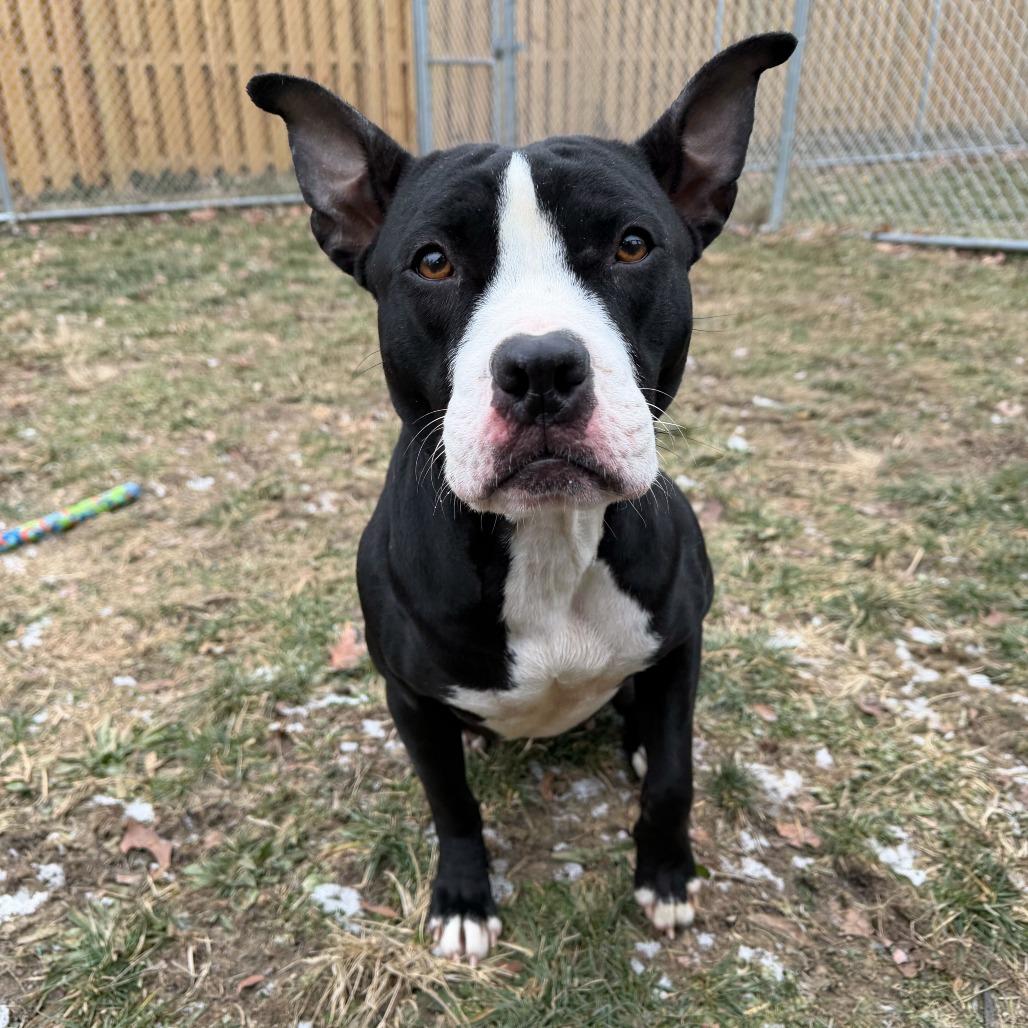 Enlarge Baby Bird, a Adoptable Pit Bull Terrier in Dayton, OH image 6/6