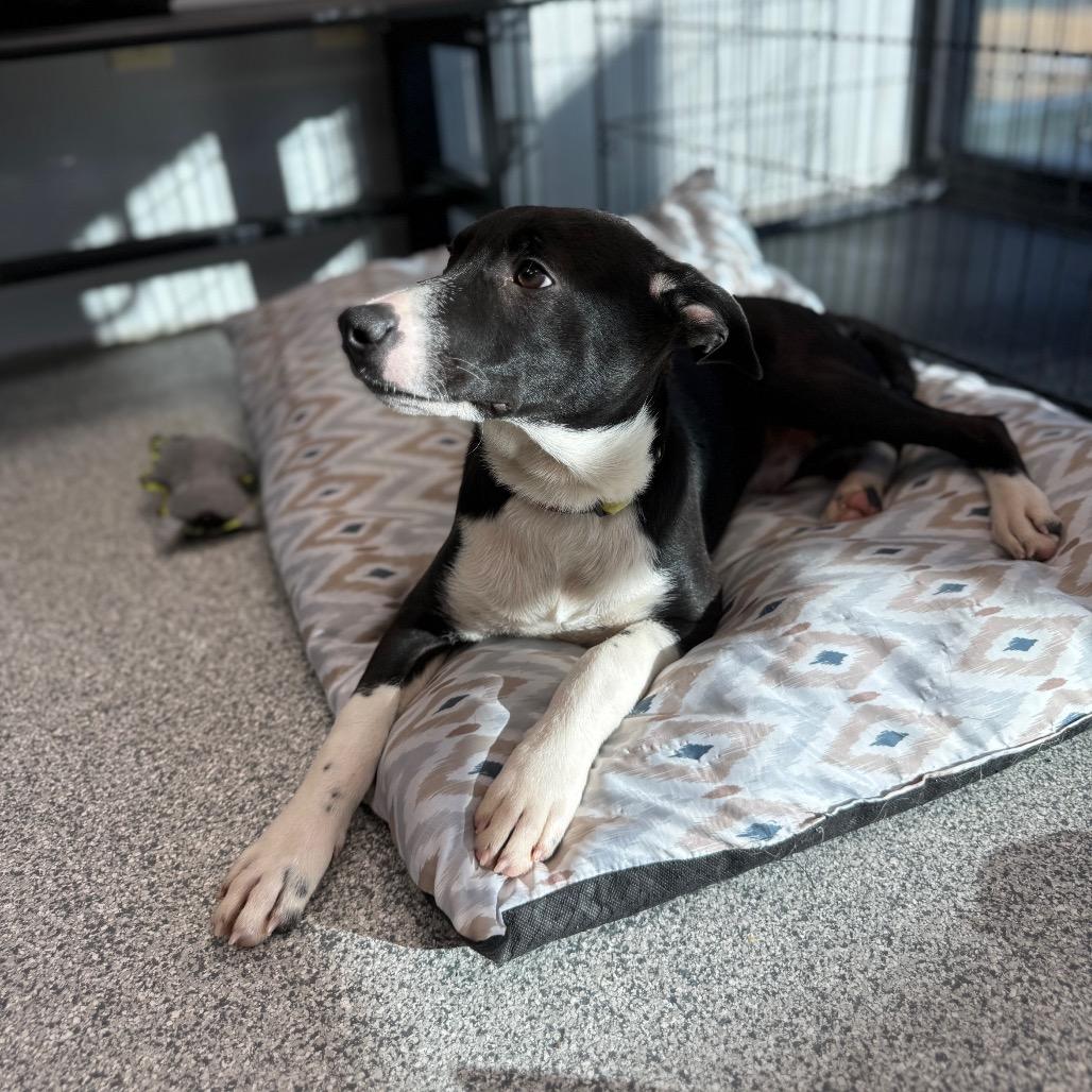 Enlarge Eugene, a Adoptable mixed breed in Monticello, IA image 4/6