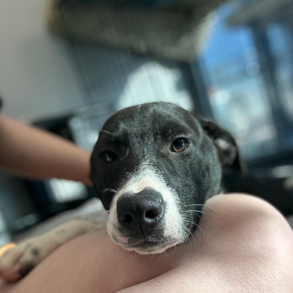 Enlarge Eugene, a Adoptable mixed breed in Monticello, IA image 2/6