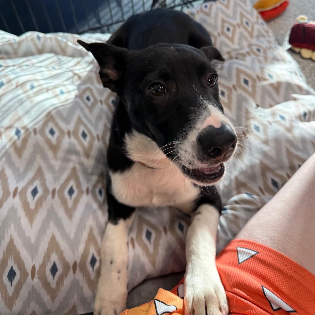 Enlarge Eugene, a Adoptable mixed breed in Monticello, IA image 6/6