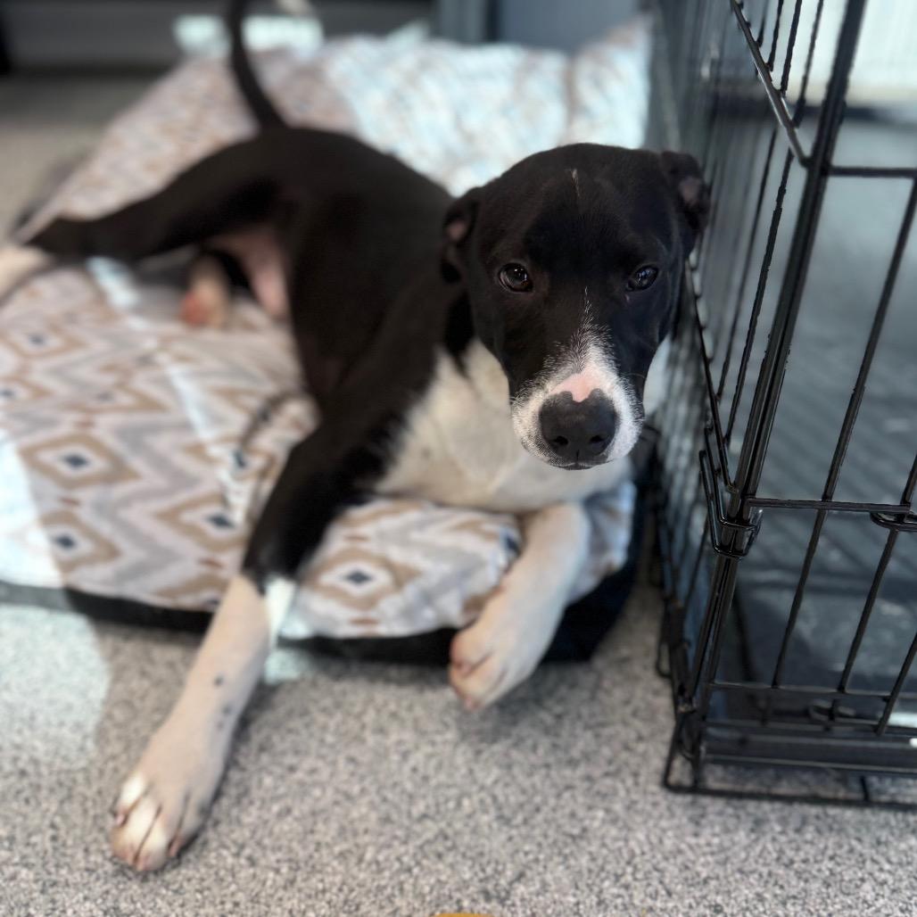 Enlarge Eugene, a Adoptable mixed breed in Monticello, IA image 1/6