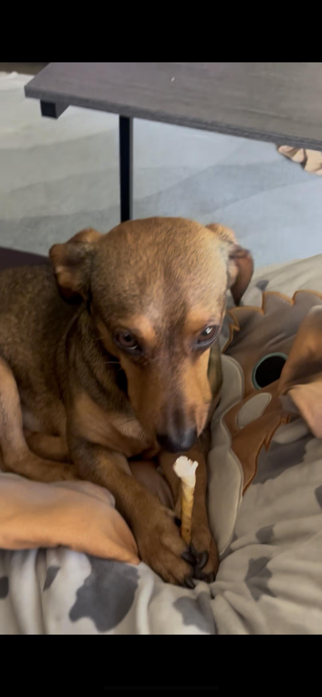 Enlarge Ziggy , a ADOPTABLE mixed breed in West Hollywood, CA image 5/6