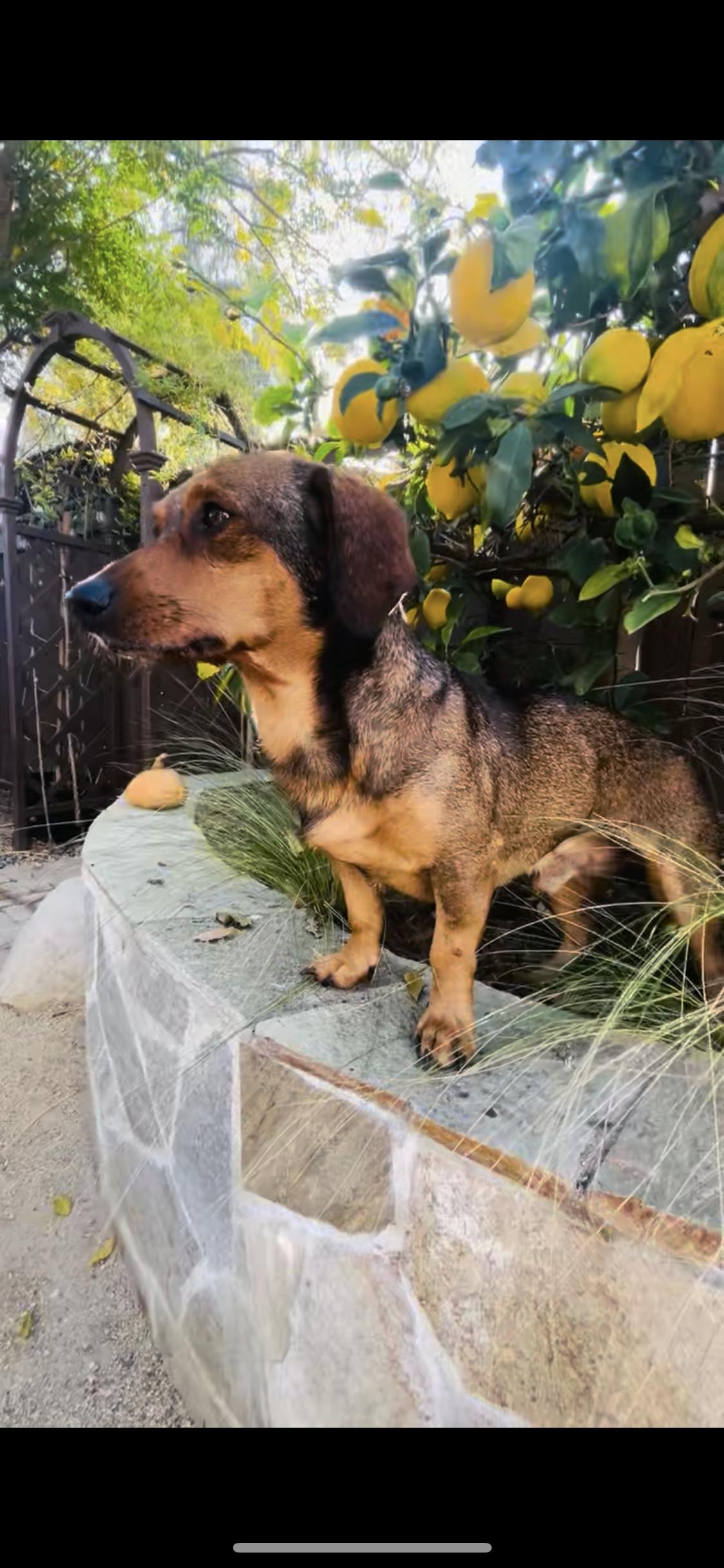 Enlarge Ziggy , a ADOPTABLE mixed breed in West Hollywood, CA image 3/6