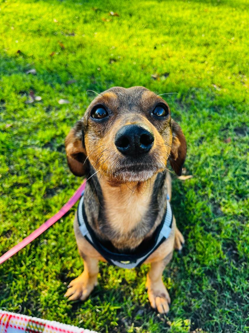Ziggy , ADOPTABLE, Adult Male Dachshund.