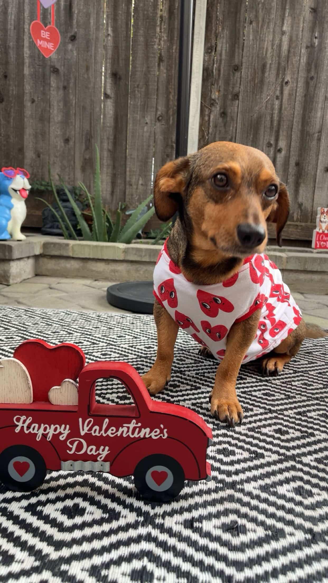 Enlarge Ziggy , a ADOPTABLE mixed breed in West Hollywood, CA image 4/6