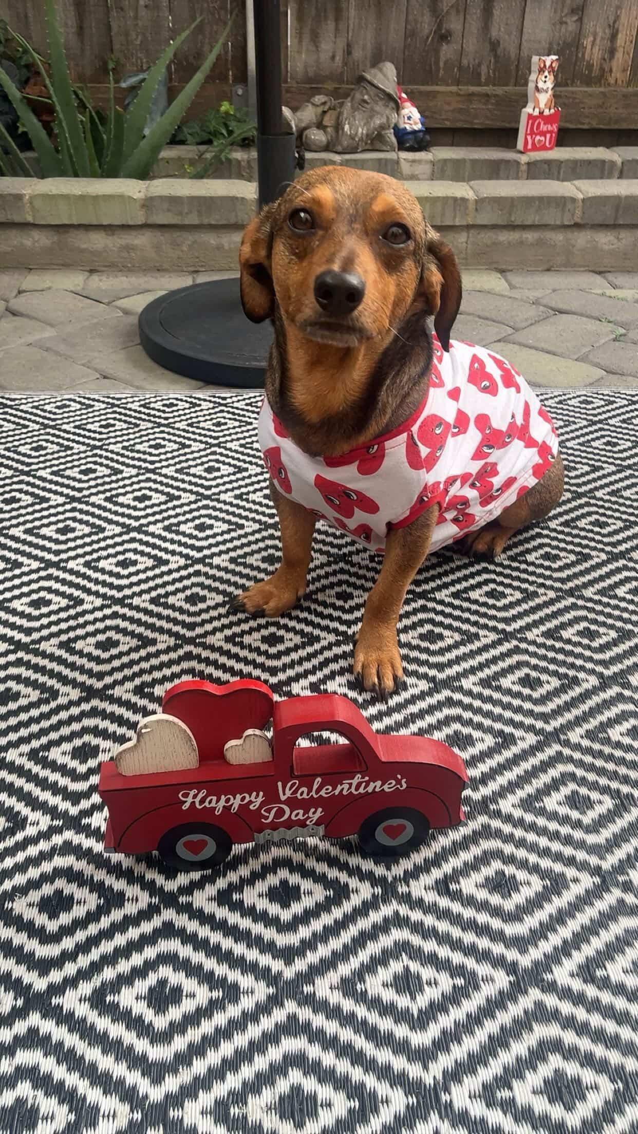 Enlarge Ziggy , a ADOPTABLE mixed breed in West Hollywood, CA image 6/6