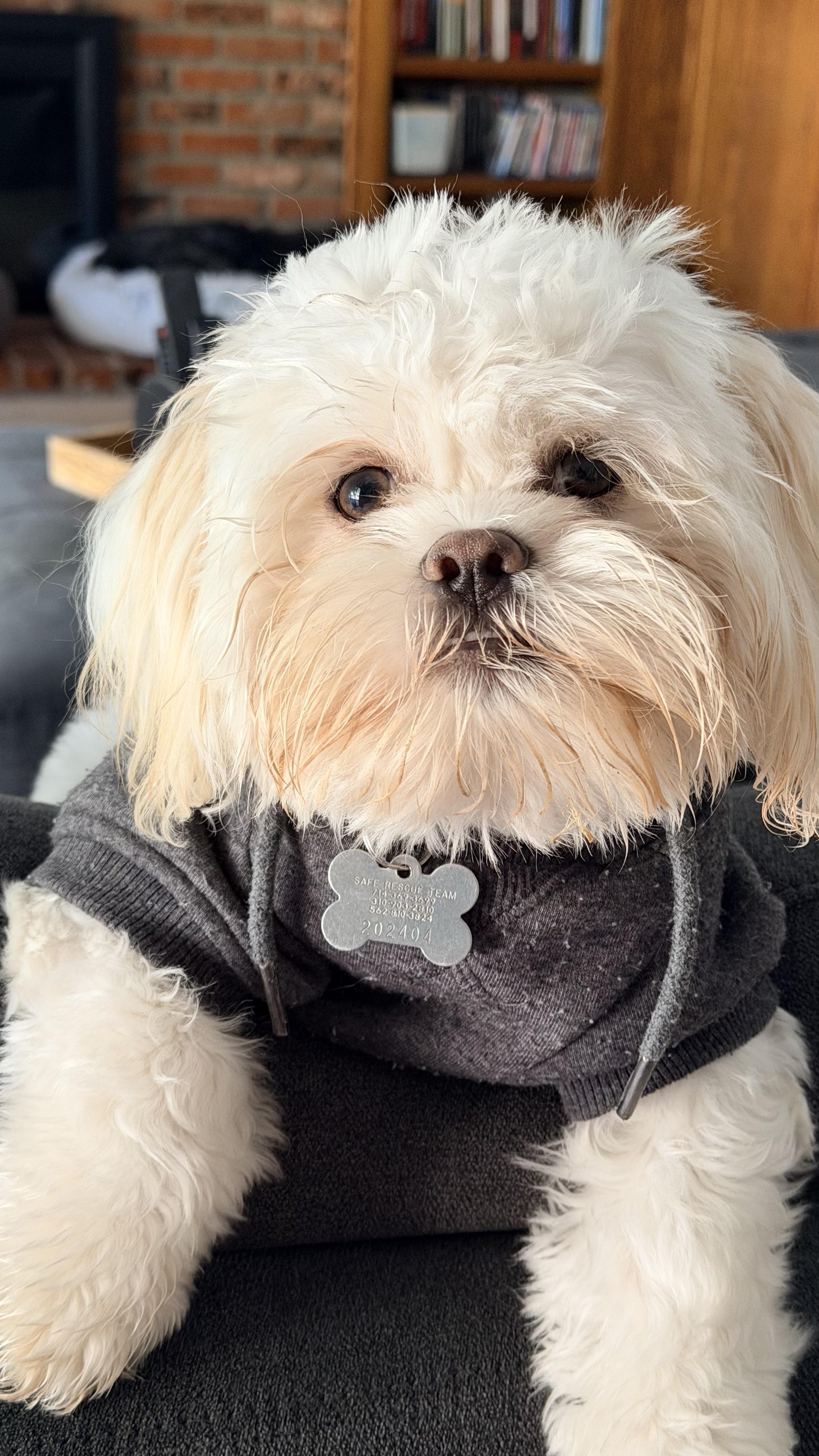 Doc, an adoptable mixed breed in Sunset Beach , CA image 5/5