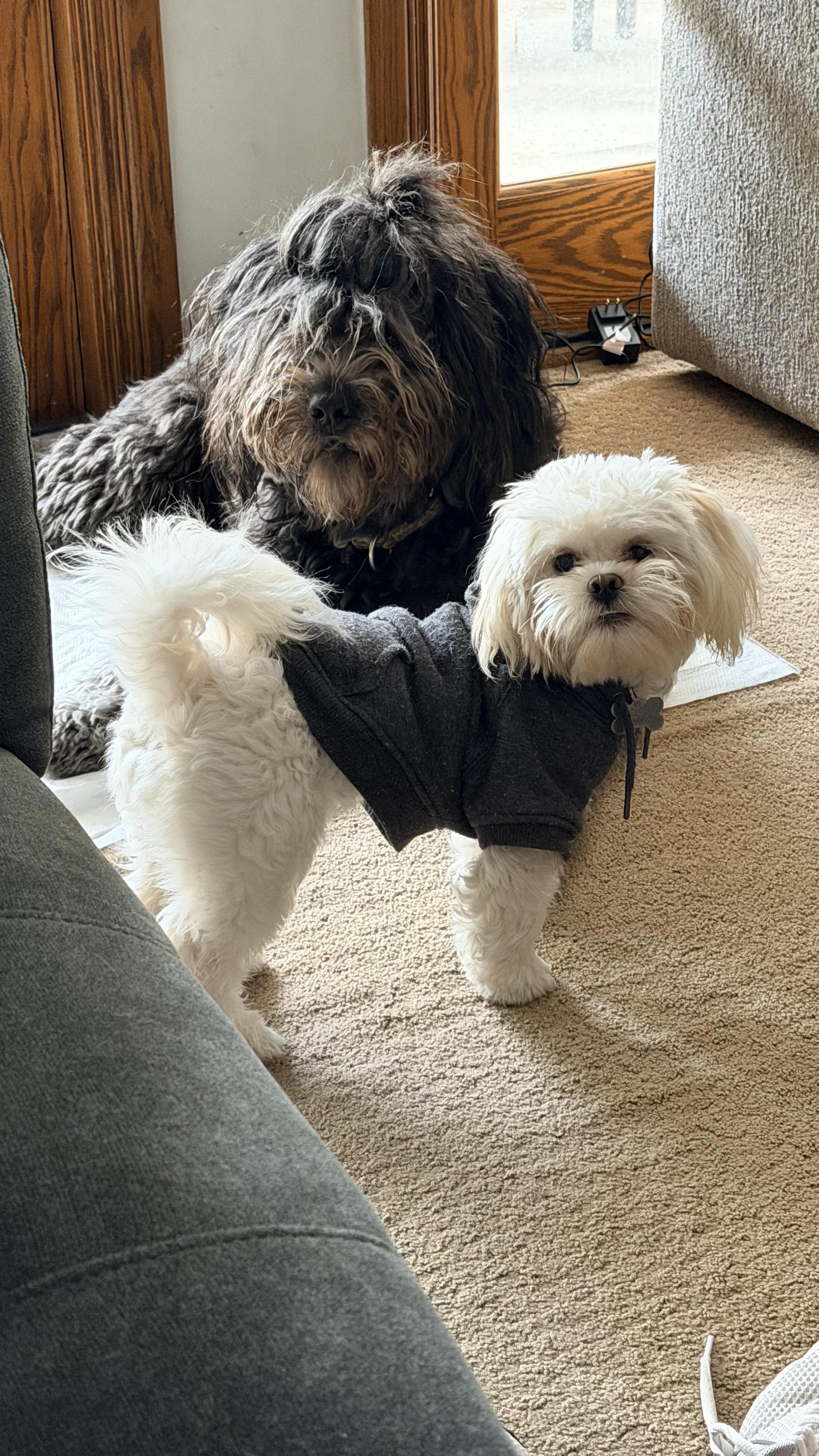 Doc, an adoptable mixed breed in Sunset Beach , CA image 2/5