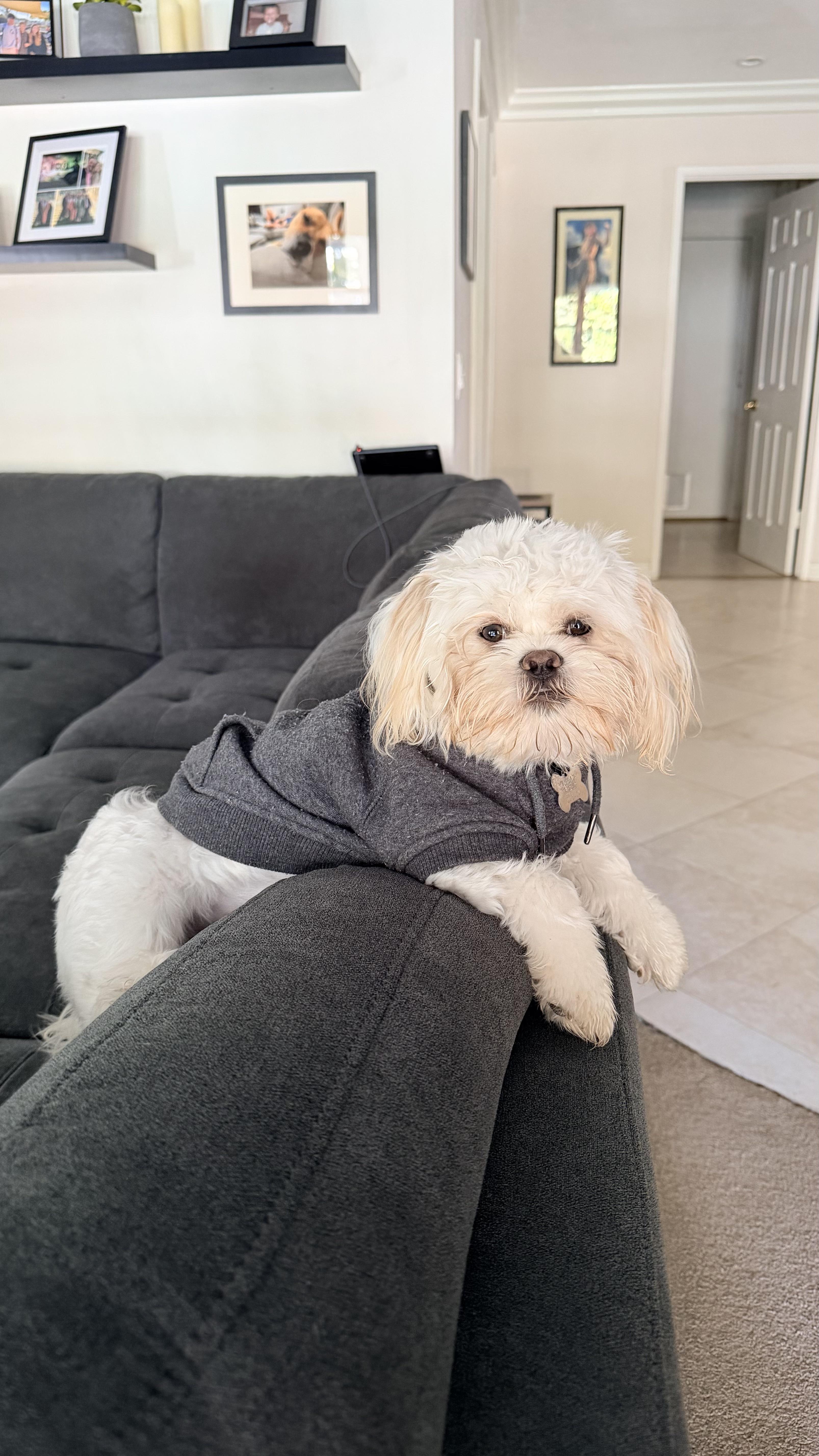 Doc, adoptable, Young Male Shih Tzu & Maltese.
