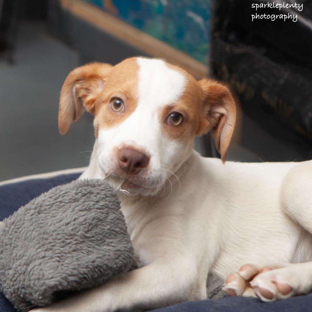 Enlarge Shaggy, an adoptable Mixed Breed in Ridgefield, CT image 3/4