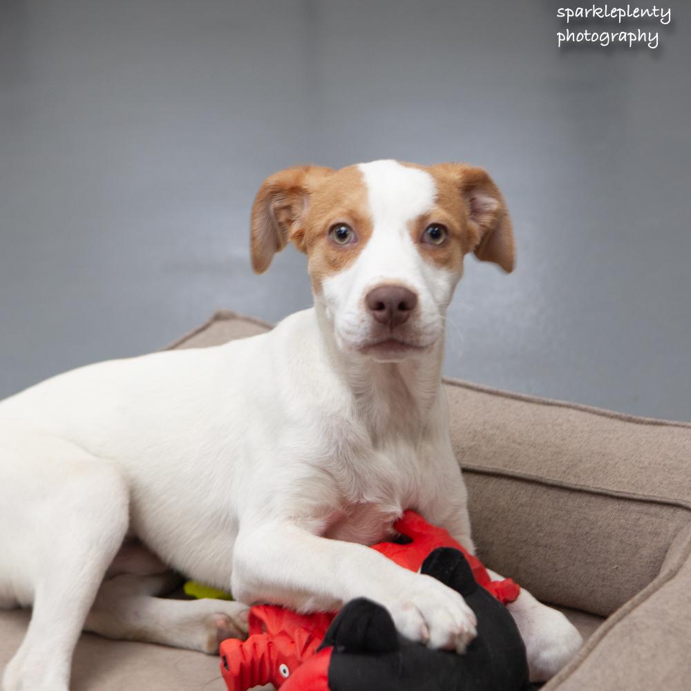 Enlarge Shaggy, an adoptable Mixed Breed in Ridgefield, CT image 2/4