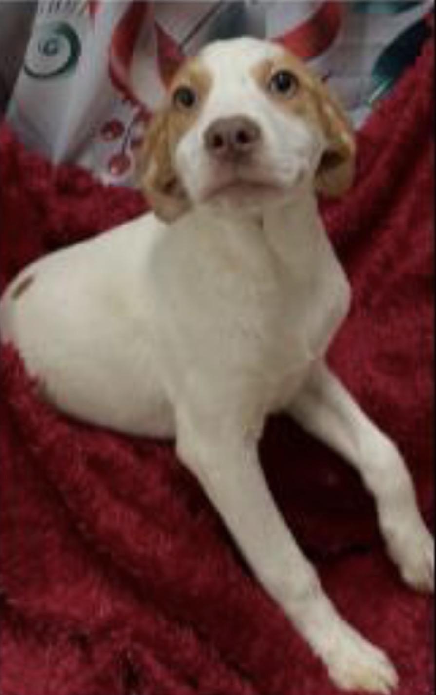 Enlarge Shaggy, an adoptable Mixed Breed in Ridgefield, CT image 4/4