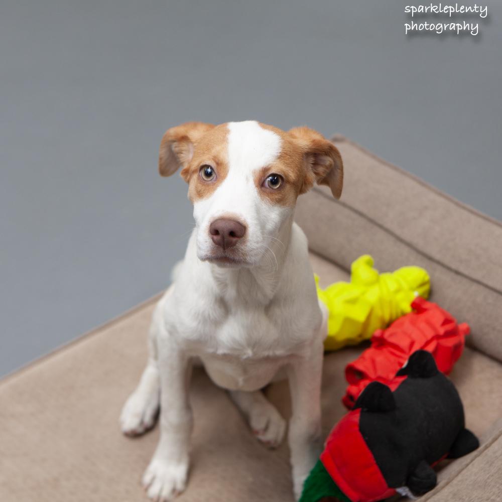 Enlarge Shaggy, an adoptable Mixed Breed in Ridgefield, CT image 1/4