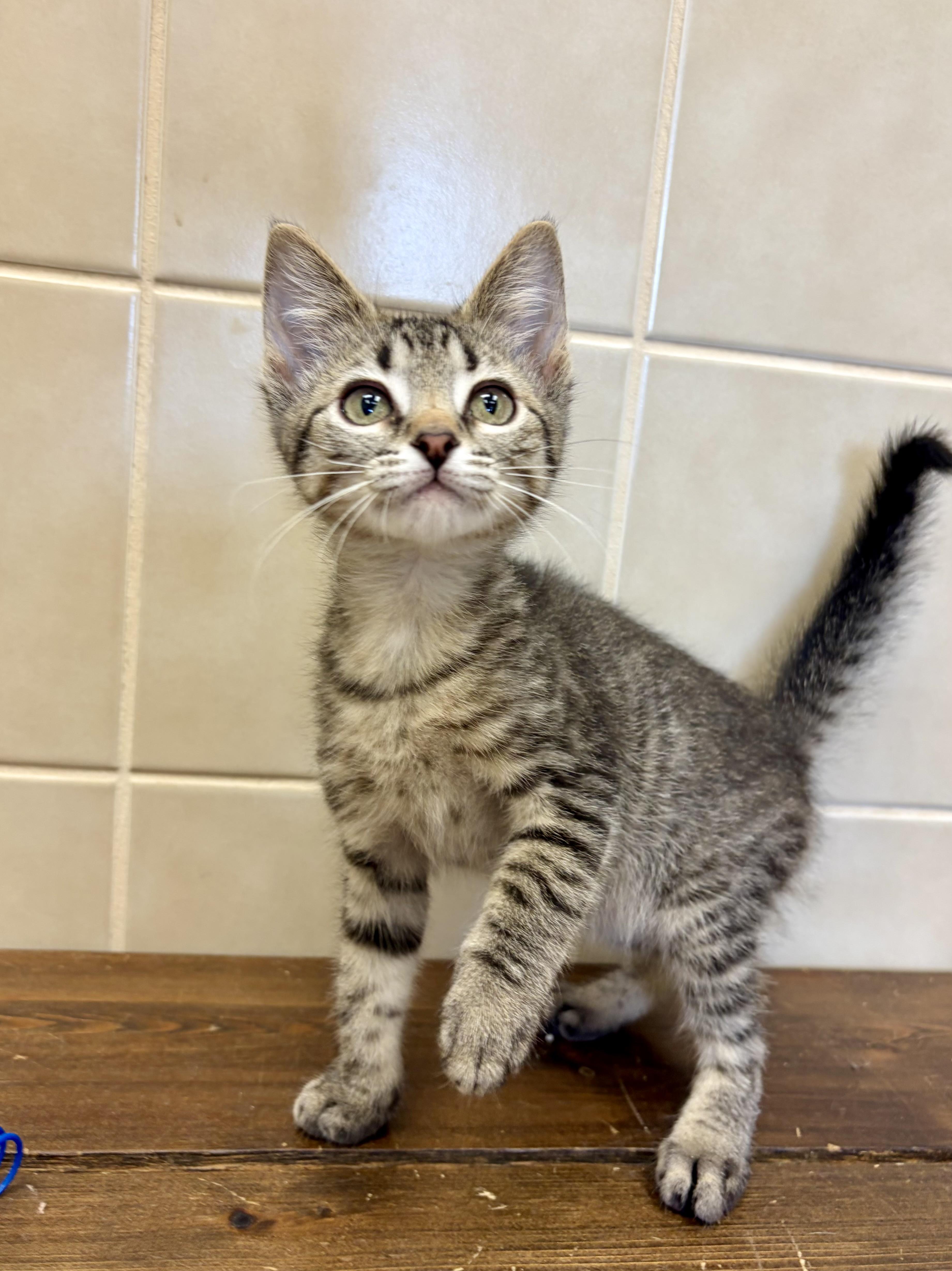 Timmy, ADOPTABLE, Kitten Male Domestic Short Hair.
