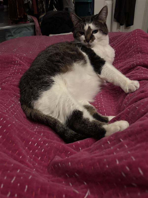 Melody, a Adoptable Tabby in Grand Rapids, MI image 2/6